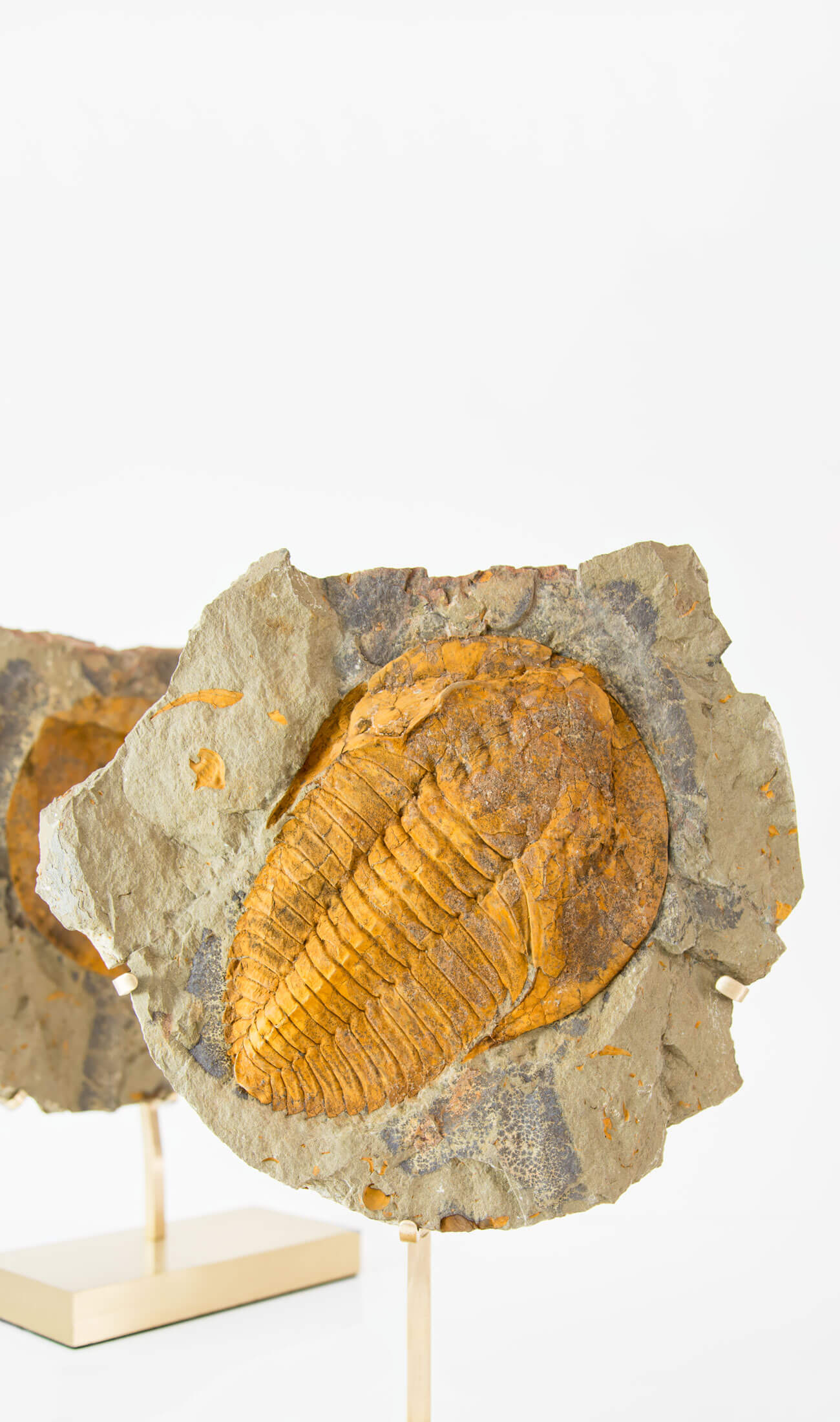 A scientifically important Cambropallas tellesto fossil trilobite for sale measuring 329mm at THE FOSSIL STORE