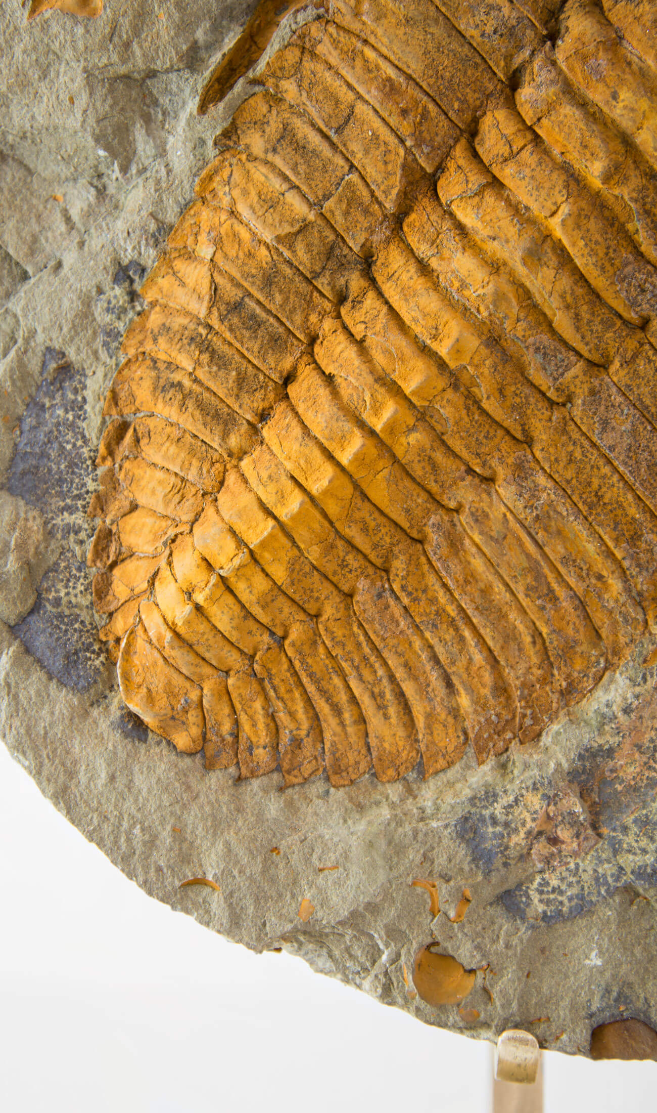 A scientifically important Cambropallas tellesto fossil trilobite for sale measuring 329mm at THE FOSSIL STORE