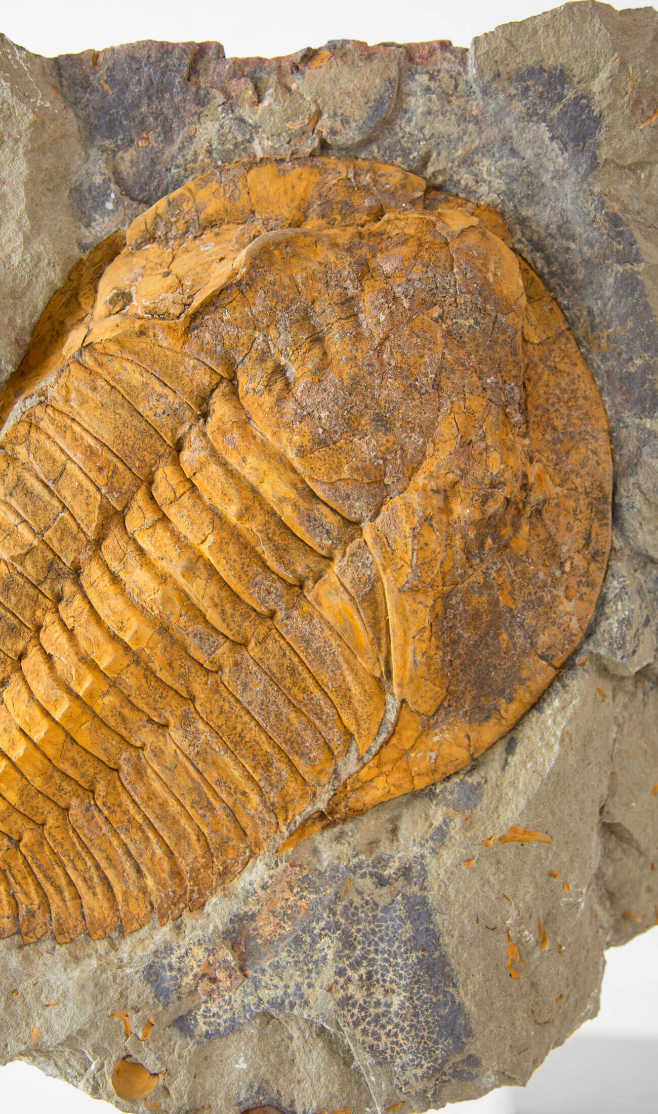 A scientifically important Cambropallas tellesto fossil trilobite for sale measuring 329mm at THE FOSSIL STORE