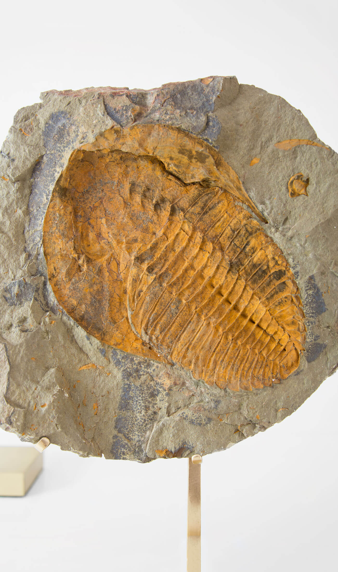 A scientifically important Cambropallas tellesto fossil trilobite for sale measuring 329mm at THE FOSSIL STORE