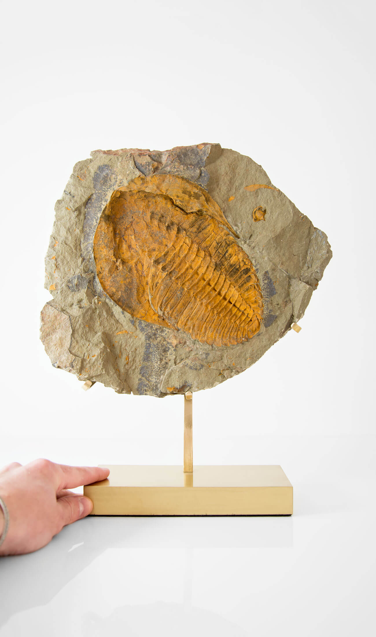 A scientifically important Cambropallas tellesto fossil trilobite for sale measuring 329mm at THE FOSSIL STORE