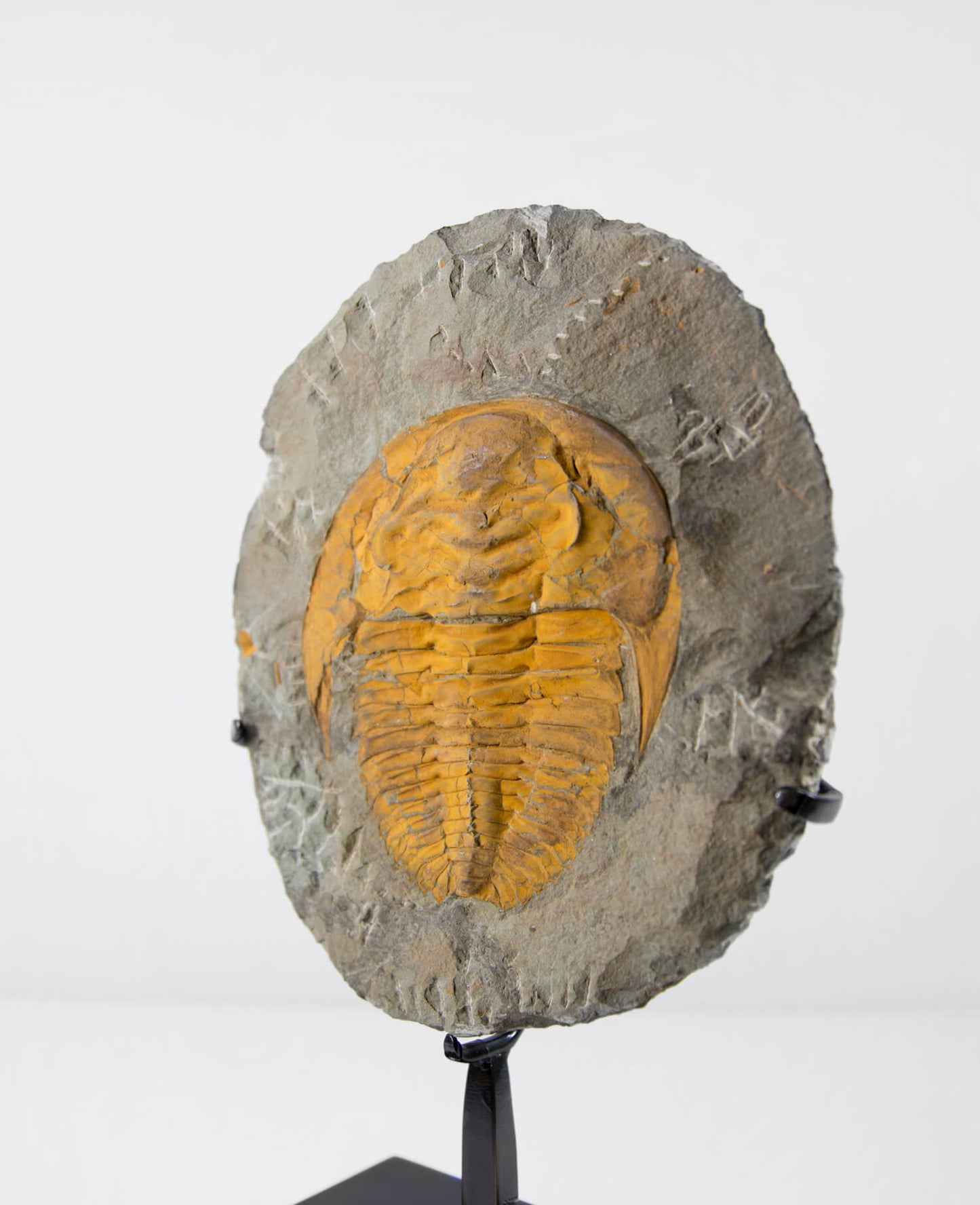 A Cambropallas tellesto fossil trilobite for sale measuring 252mm presented on a bronze stand at THE FOSSIL STORE