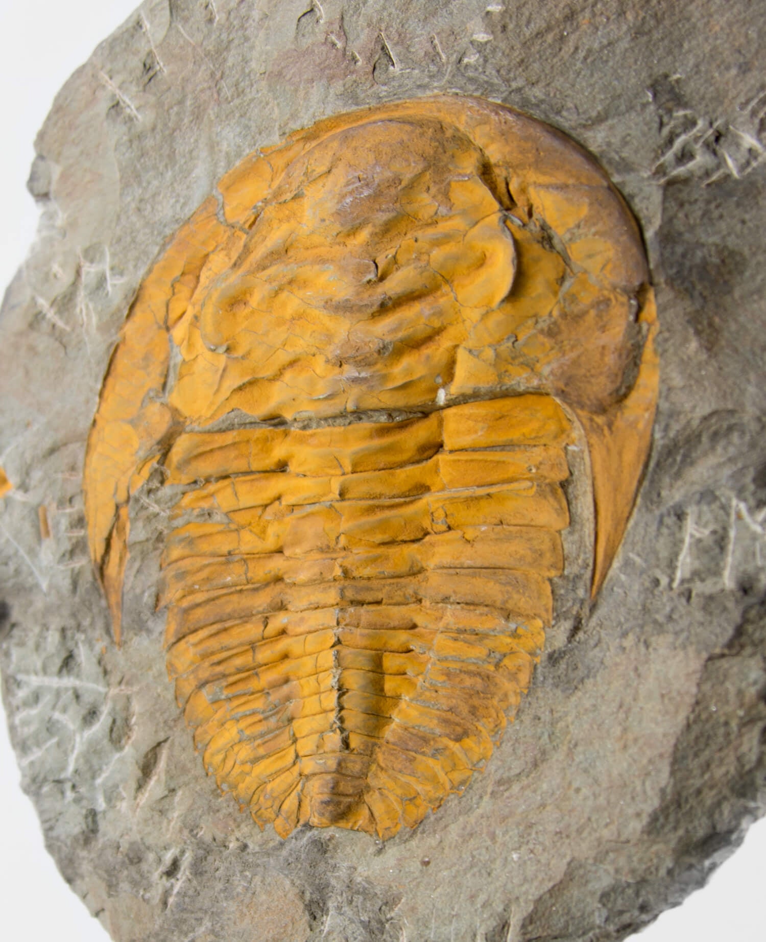 A Cambropallas tellesto fossil trilobite for sale measuring 252mm presented on a bronze stand at THE FOSSIL STORE