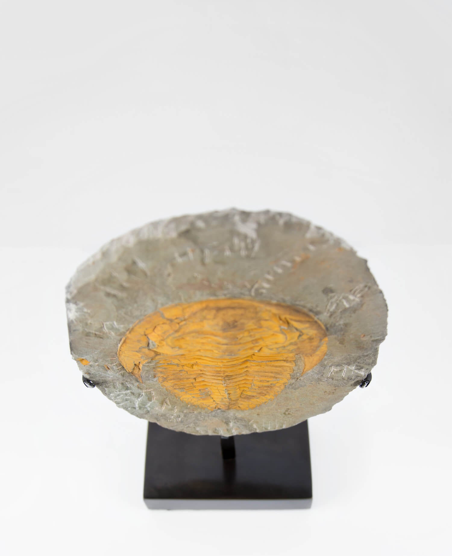 A Cambropallas tellesto fossil trilobite for sale measuring 252mm presented on a bronze stand at THE FOSSIL STORE