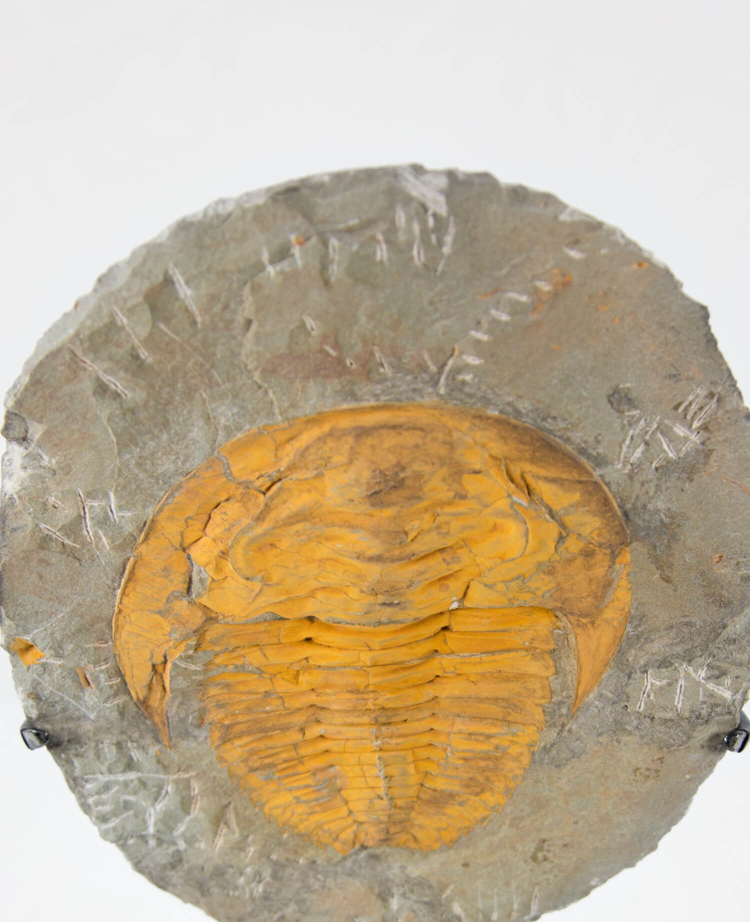 A Cambropallas tellesto fossil trilobite for sale measuring 252mm presented on a bronze stand at THE FOSSIL STORE