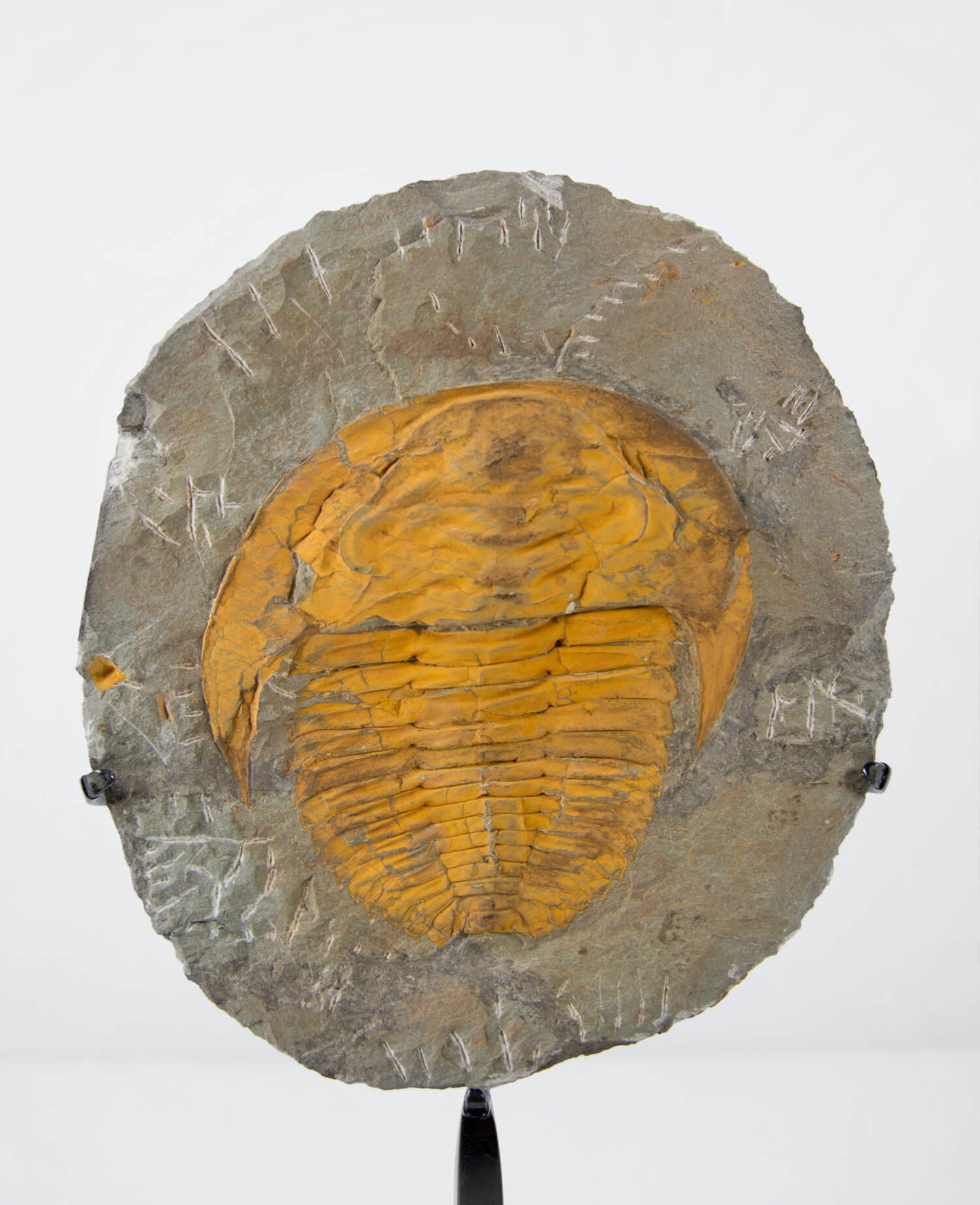 A Cambropallas tellesto fossil trilobite for sale measuring 252mm presented on a bronze stand at THE FOSSIL STORE