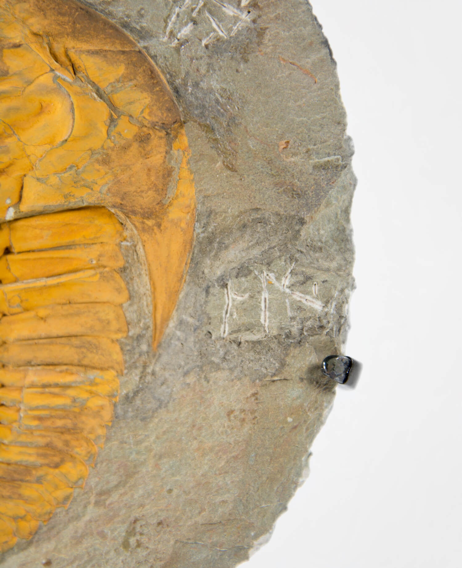 A Cambropallas tellesto fossil trilobite for sale measuring 252mm presented on a bronze stand at THE FOSSIL STORE