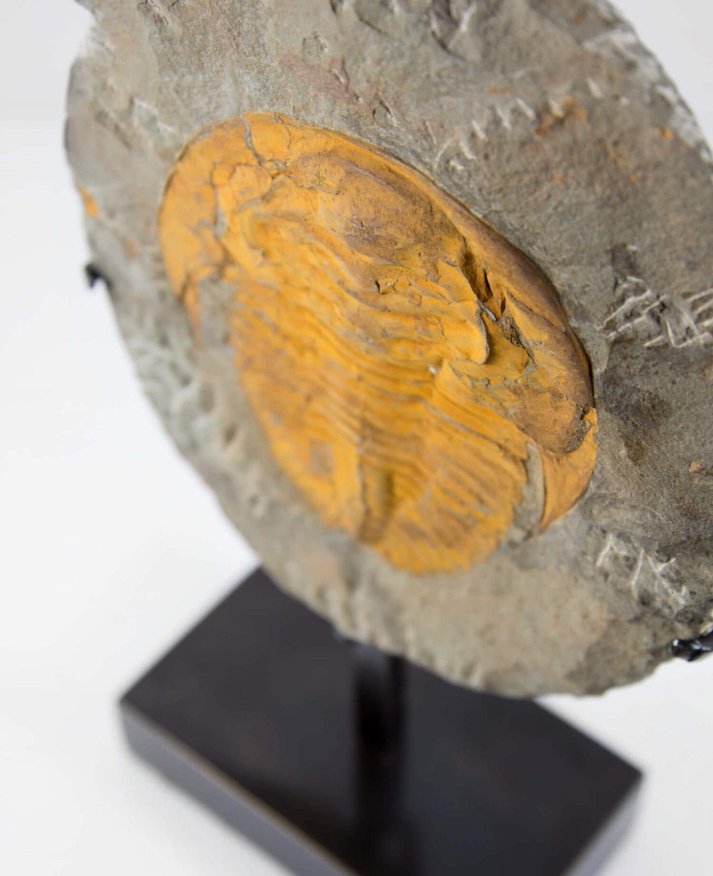 A Cambropallas tellesto fossil trilobite for sale measuring 252mm presented on a bronze stand at THE FOSSIL STORE