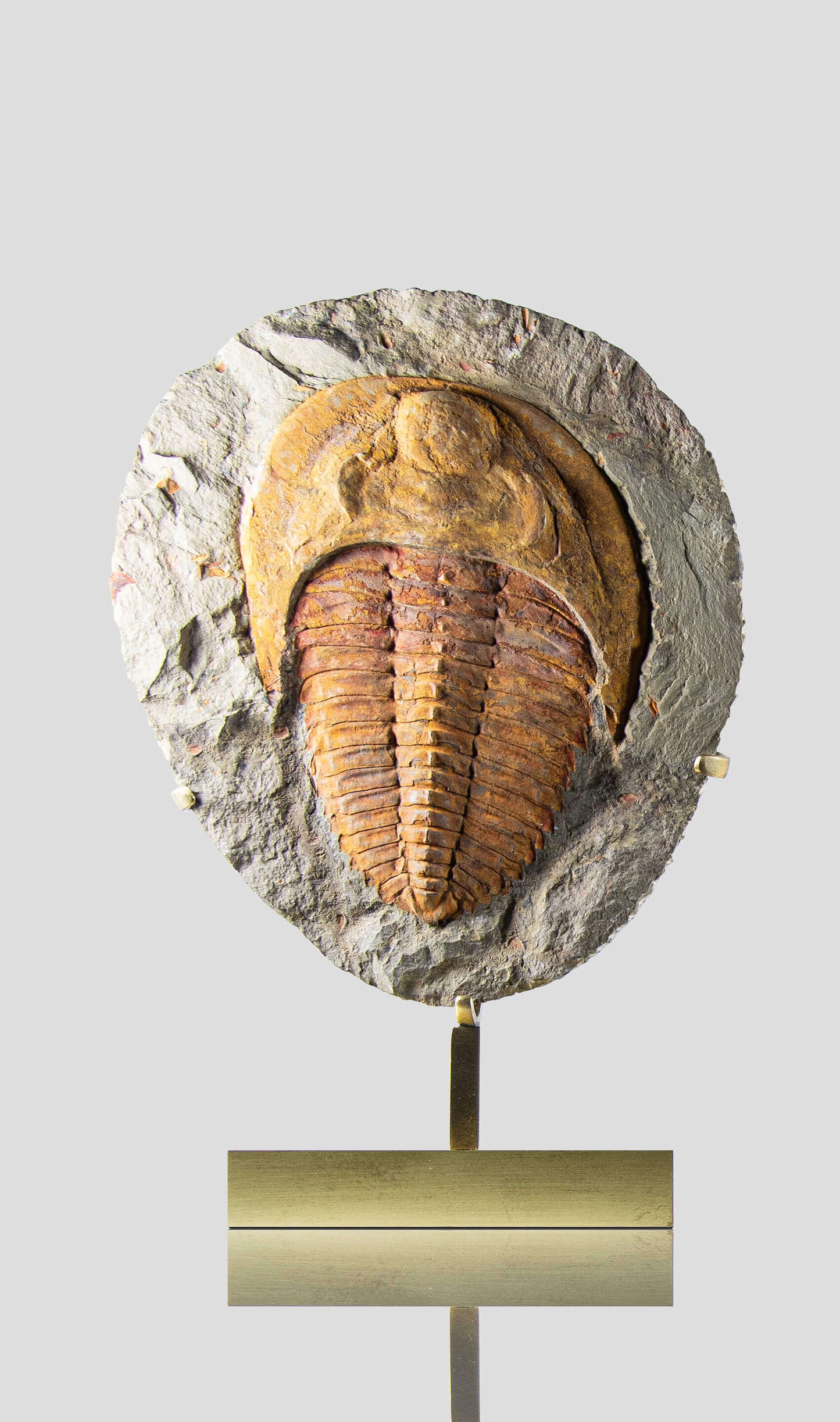 A stunning authentic and rare fossil cambropallas trilobite for sale 1