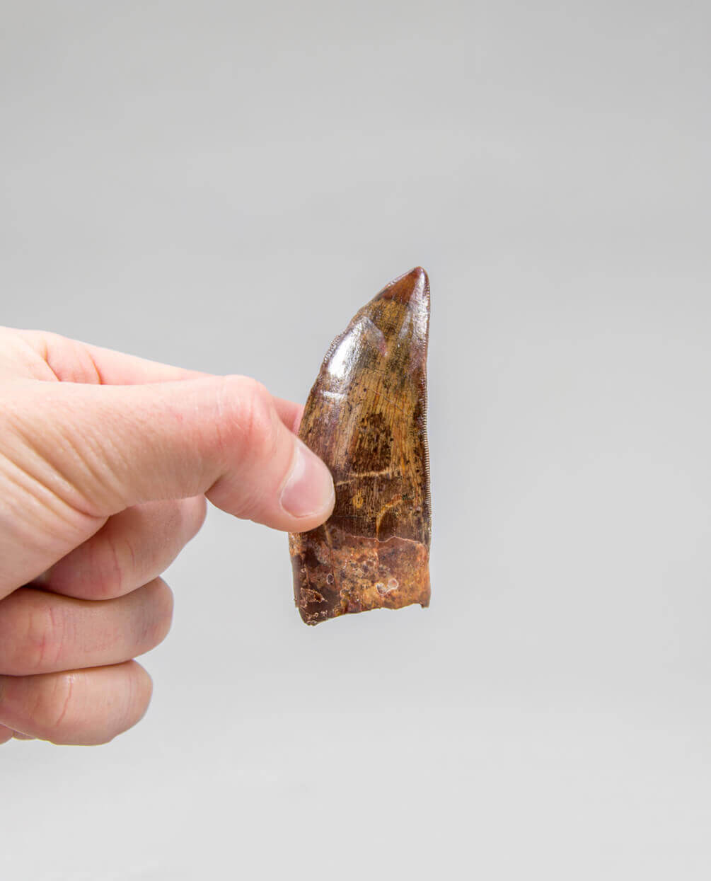 Museum-quality Carcharodontosaurus saharicus dinosaur fossil tooth for sale measuring 76mm at THE FOSSIL STORE