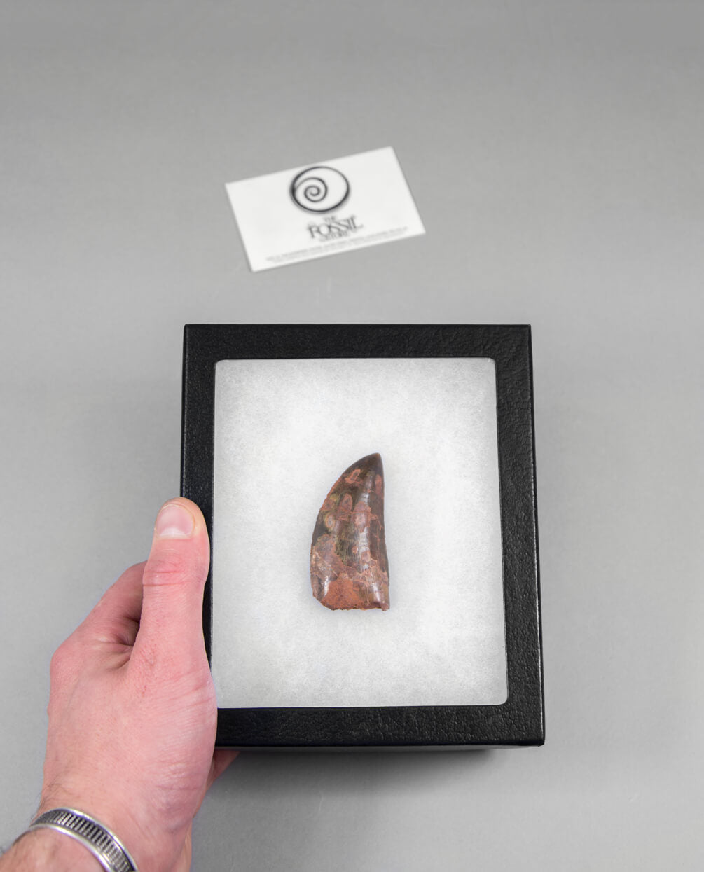 Scientifically important Carcharodontosaurus saharicus dinosaur fossil tooth for sale measuring 61mm at THE FOSSIL STORE