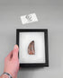 Scientifically important Carcharodontosaurus saharicus dinosaur fossil tooth for sale measuring 61mm at THE FOSSIL STORE