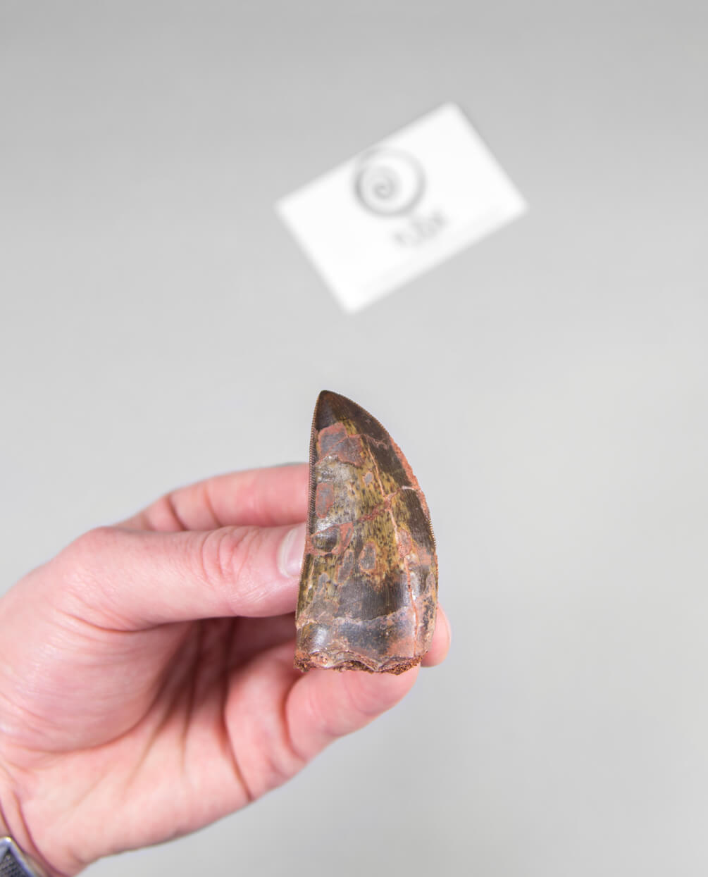 Scientifically important Carcharodontosaurus saharicus dinosaur fossil tooth for sale measuring 61mm at THE FOSSIL STORE