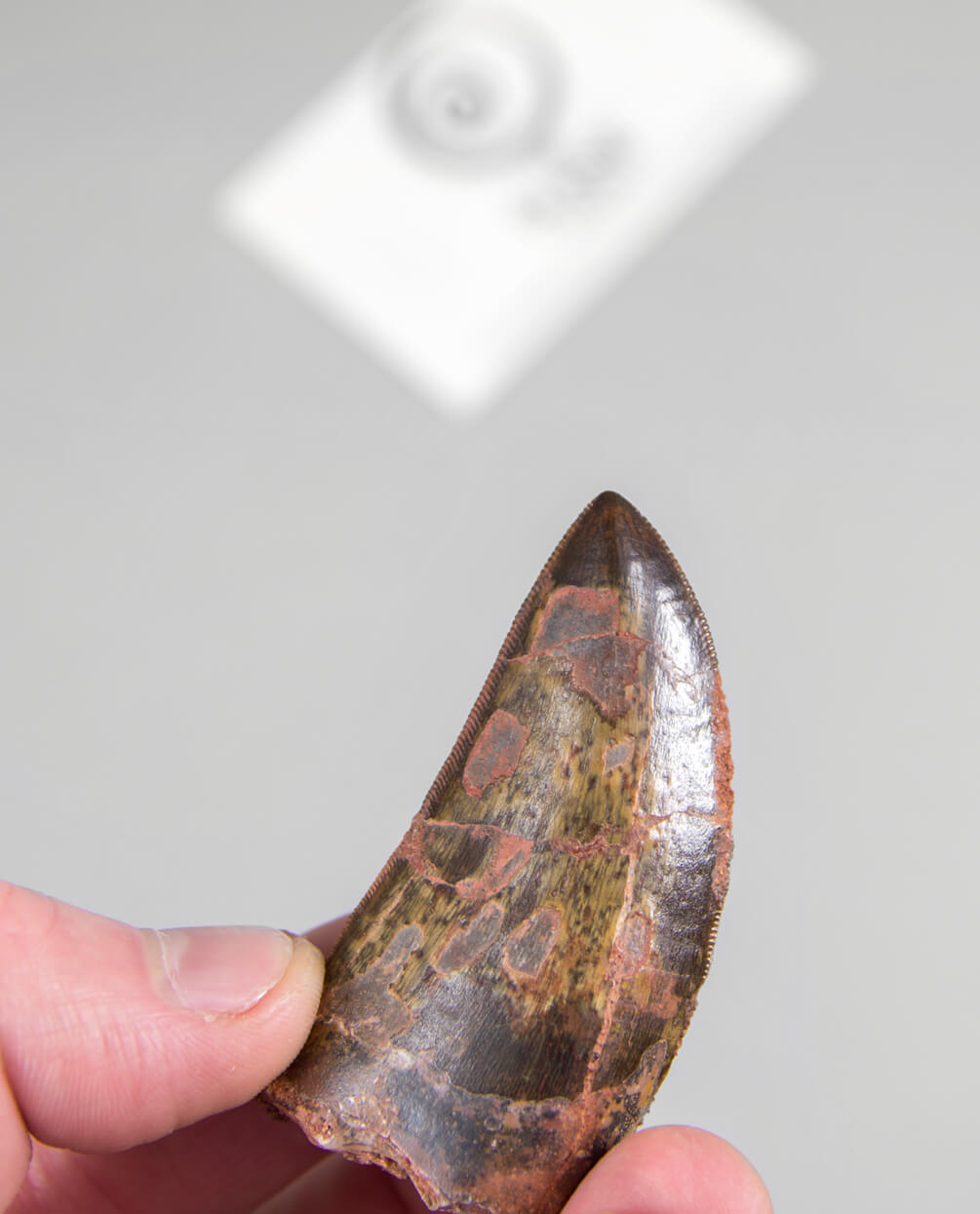 Scientifically important Carcharodontosaurus saharicus dinosaur fossil tooth for sale measuring 61mm at THE FOSSIL STORE