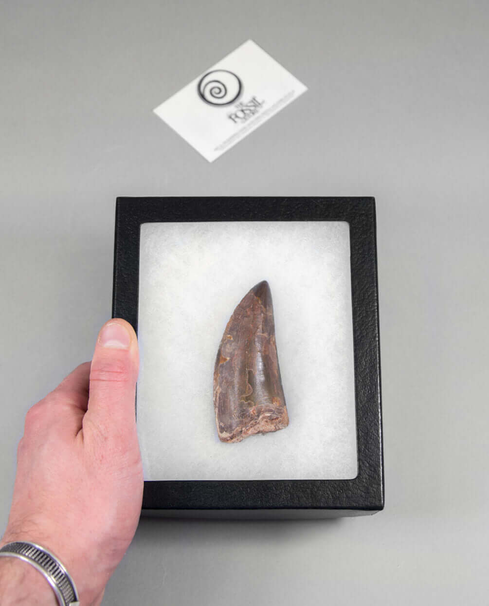 Museum-quality Carcharodontosaurus saharicus dinosaur fossil tooth for sale measuring 82mm at THE FOSSIL STORE