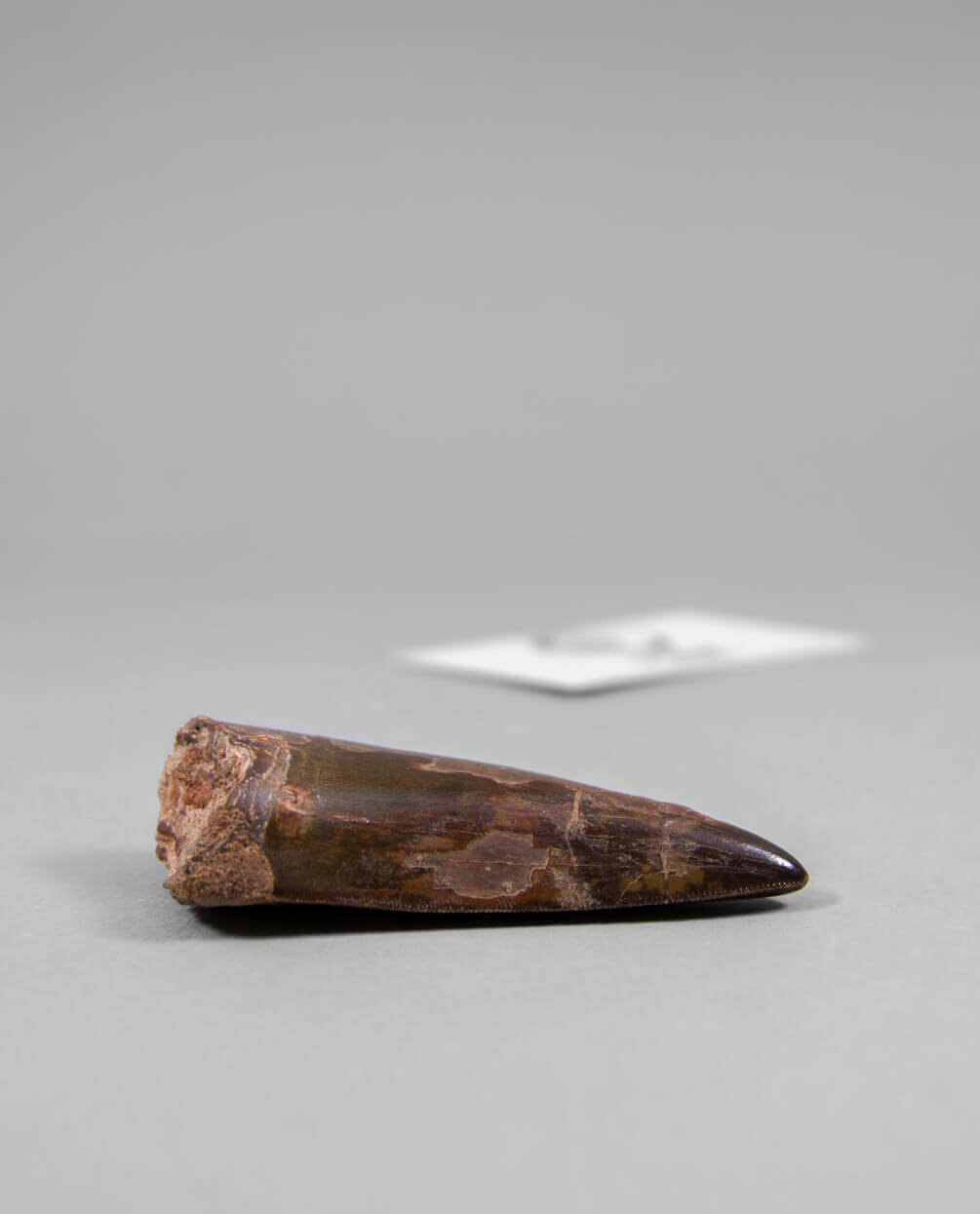 Museum-quality Carcharodontosaurus saharicus dinosaur fossil tooth for sale measuring 82mm at THE FOSSIL STORE