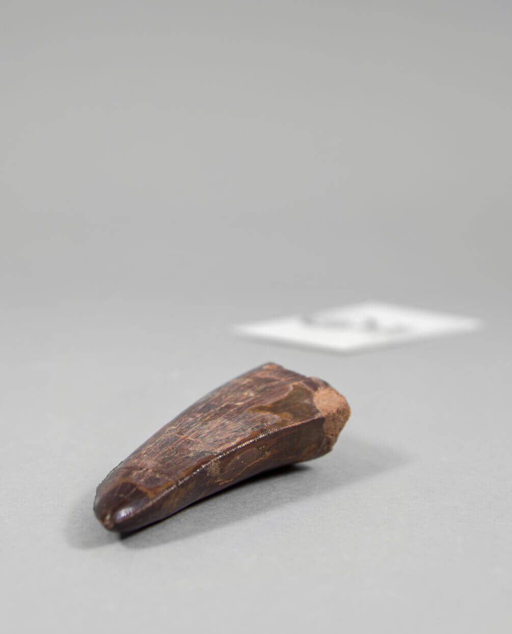 Museum-quality Carcharodontosaurus saharicus dinosaur fossil tooth for sale measuring 82mm at THE FOSSIL STORE