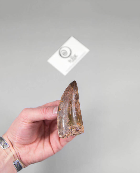 Museum-quality Carcharodontosaurus saharicus dinosaur fossil tooth for sale measuring 82mm at THE FOSSIL STORE