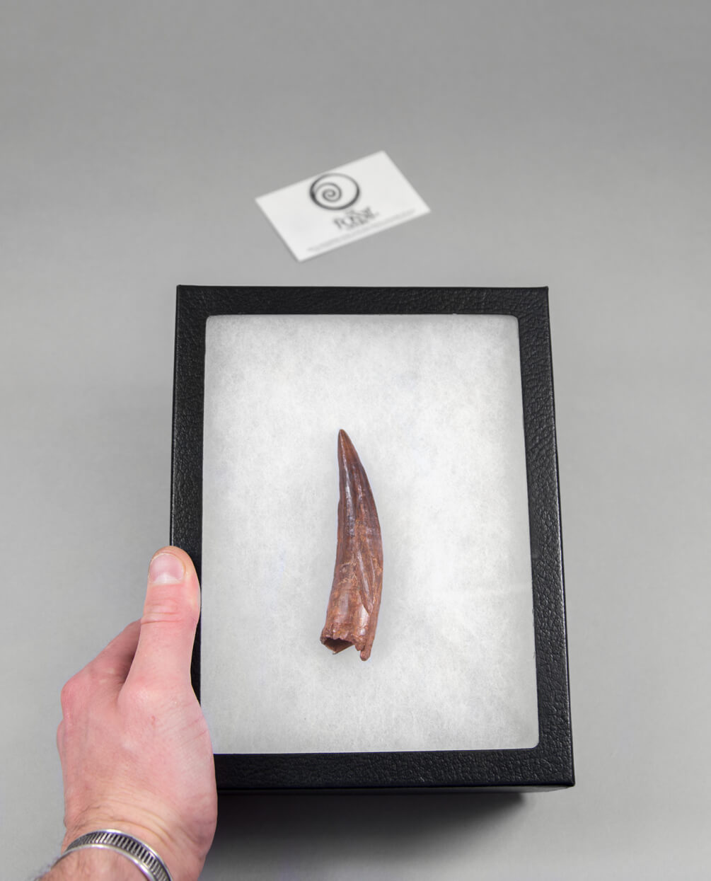 Scientifically important Spinosaurus aegyptiacus dinosaur fossil tooth for sale measuring 98mm at THE FOSSIL STORE