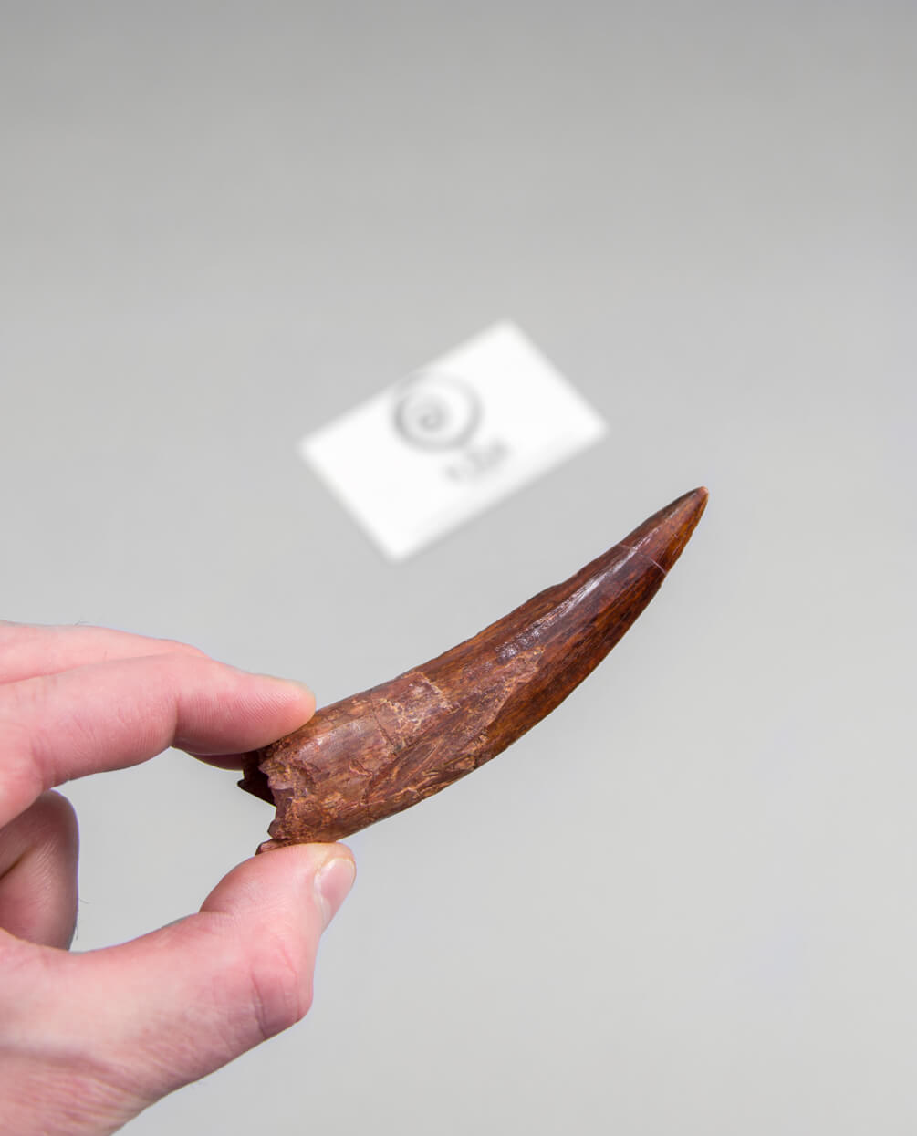 Scientifically important Spinosaurus aegyptiacus dinosaur fossil tooth for sale measuring 98mm at THE FOSSIL STORE