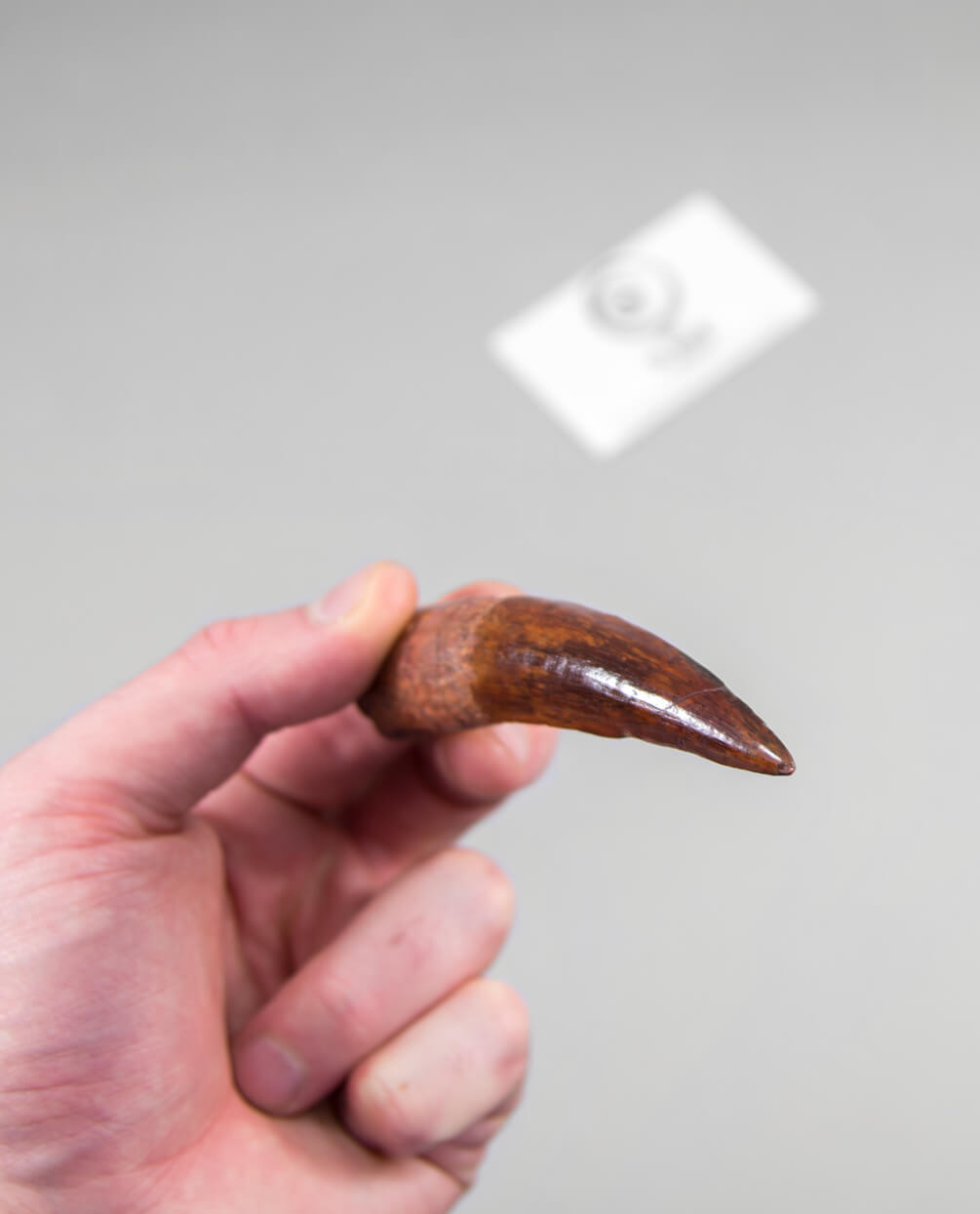 Scientifically important Spinosaurus aegyptiacus dinosaur fossil tooth for sale measuring 98mm at THE FOSSIL STORE