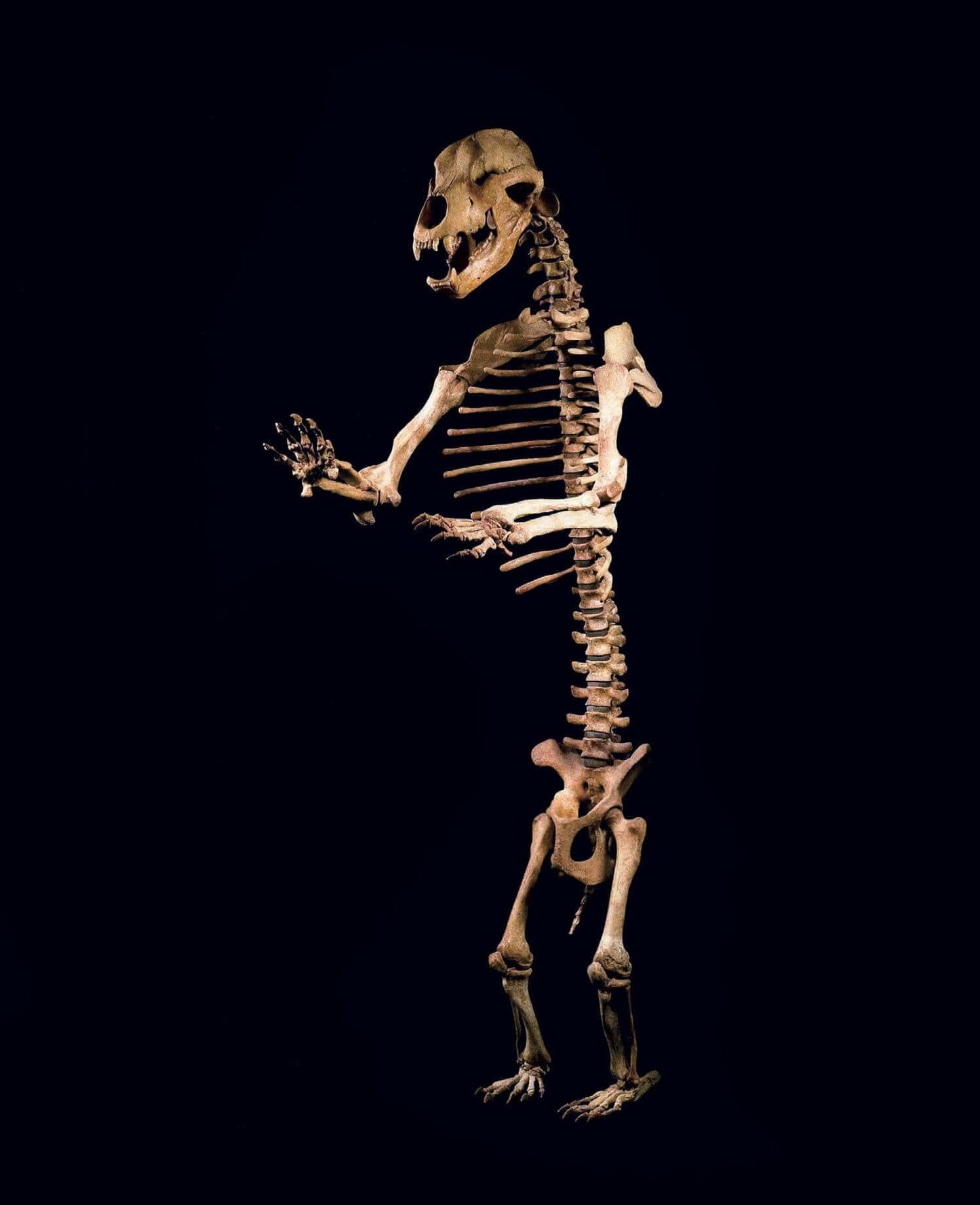 A six to seven foot tall cave bear skeleton for sale presented on THE FOSSIL STORE custom black stand for interior spaces out there