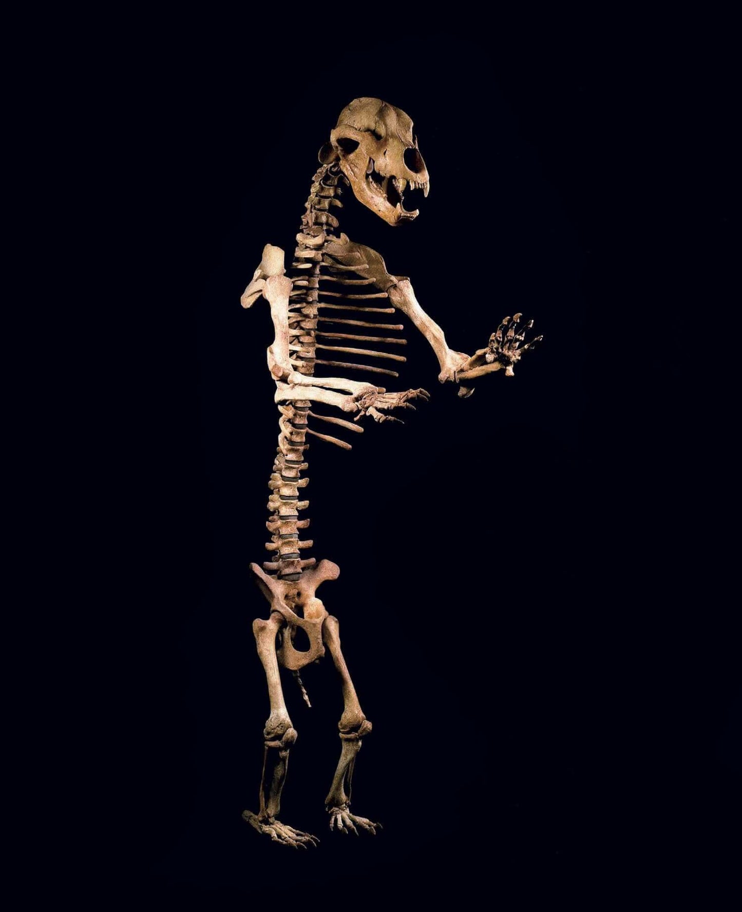 A six to seven foot tall cave bear skeleton for sale presented on THE FOSSIL STORE custom black stand for interior spaces out there