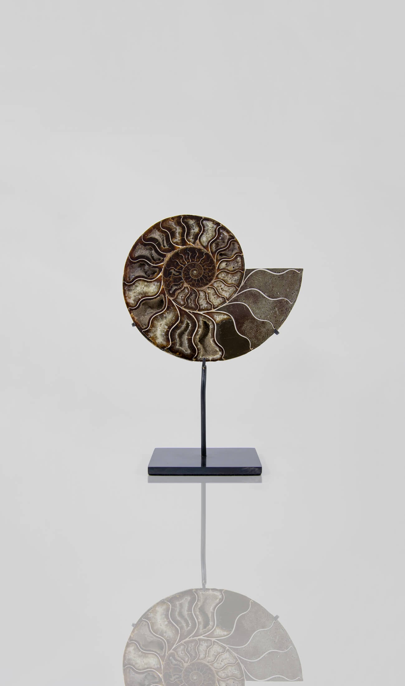 Beautifully presented Cleoniceras ammonite fossil for sale measuring 237mm on a custom designed bronze stand