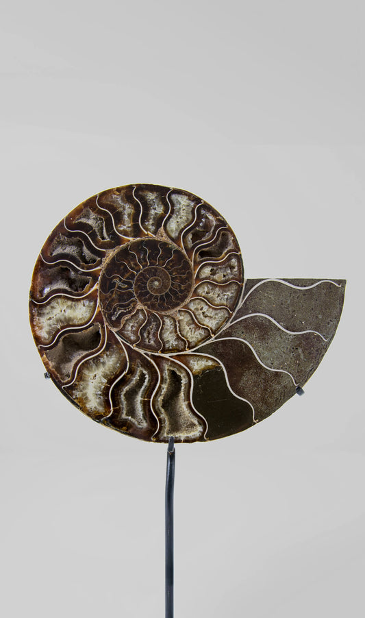 Beautifully presented Cleoniceras ammonite fossil for sale measuring 237mm on a custom designed bronze stand