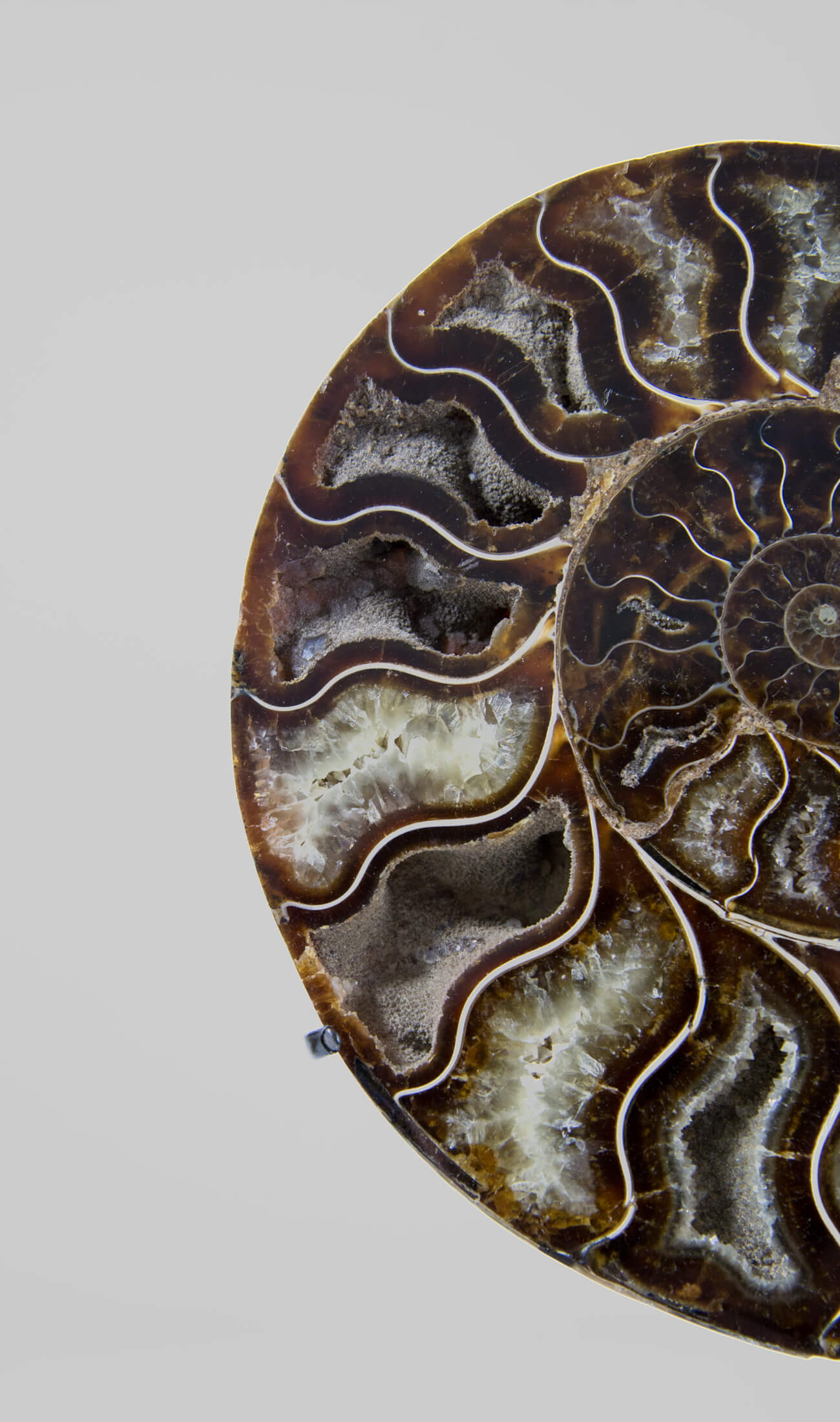 Beautifully presented Cleoniceras ammonite fossil for sale measuring 237mm on a custom designed bronze stand