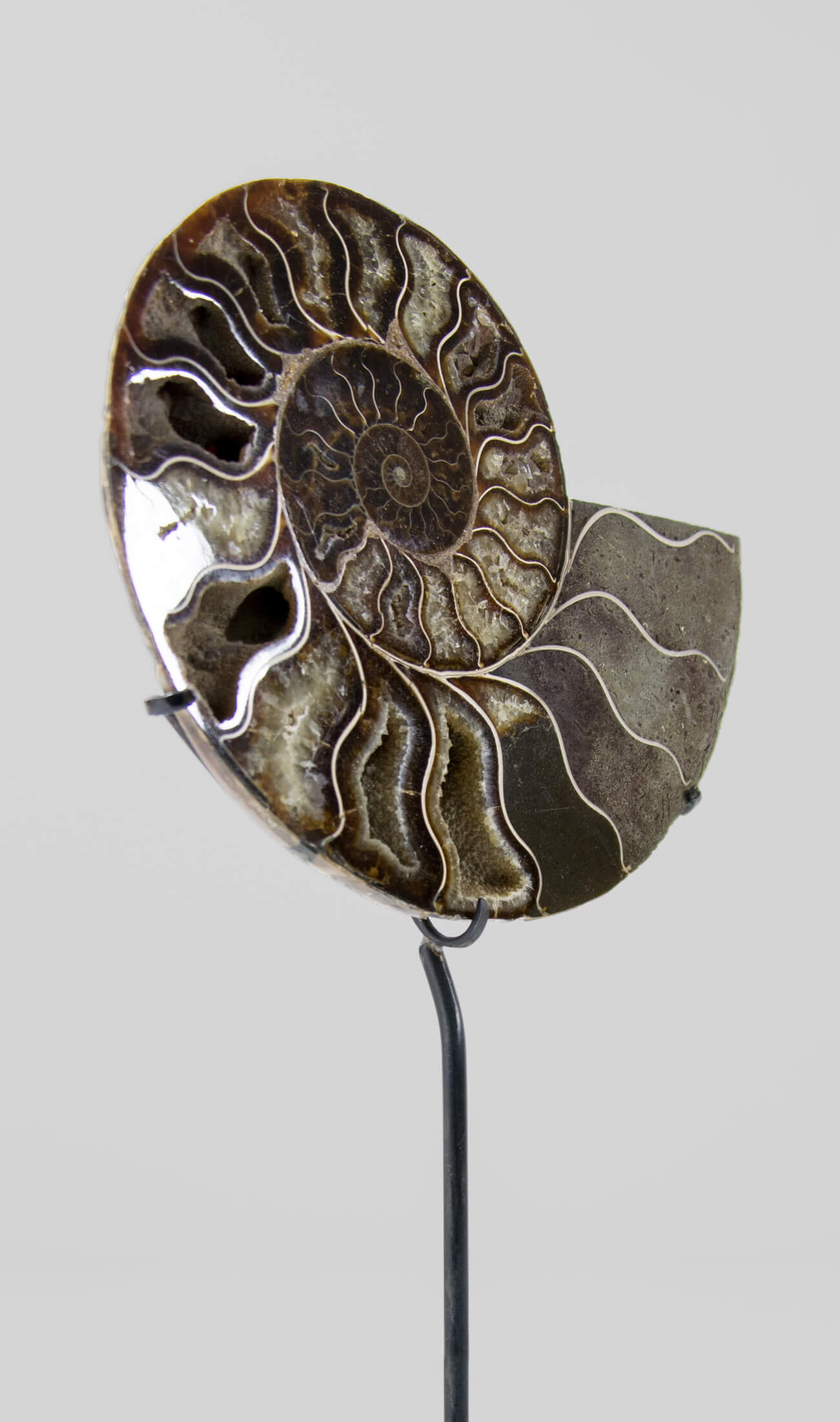 Beautifully presented Cleoniceras ammonite fossil for sale measuring 237mm on a custom designed bronze stand