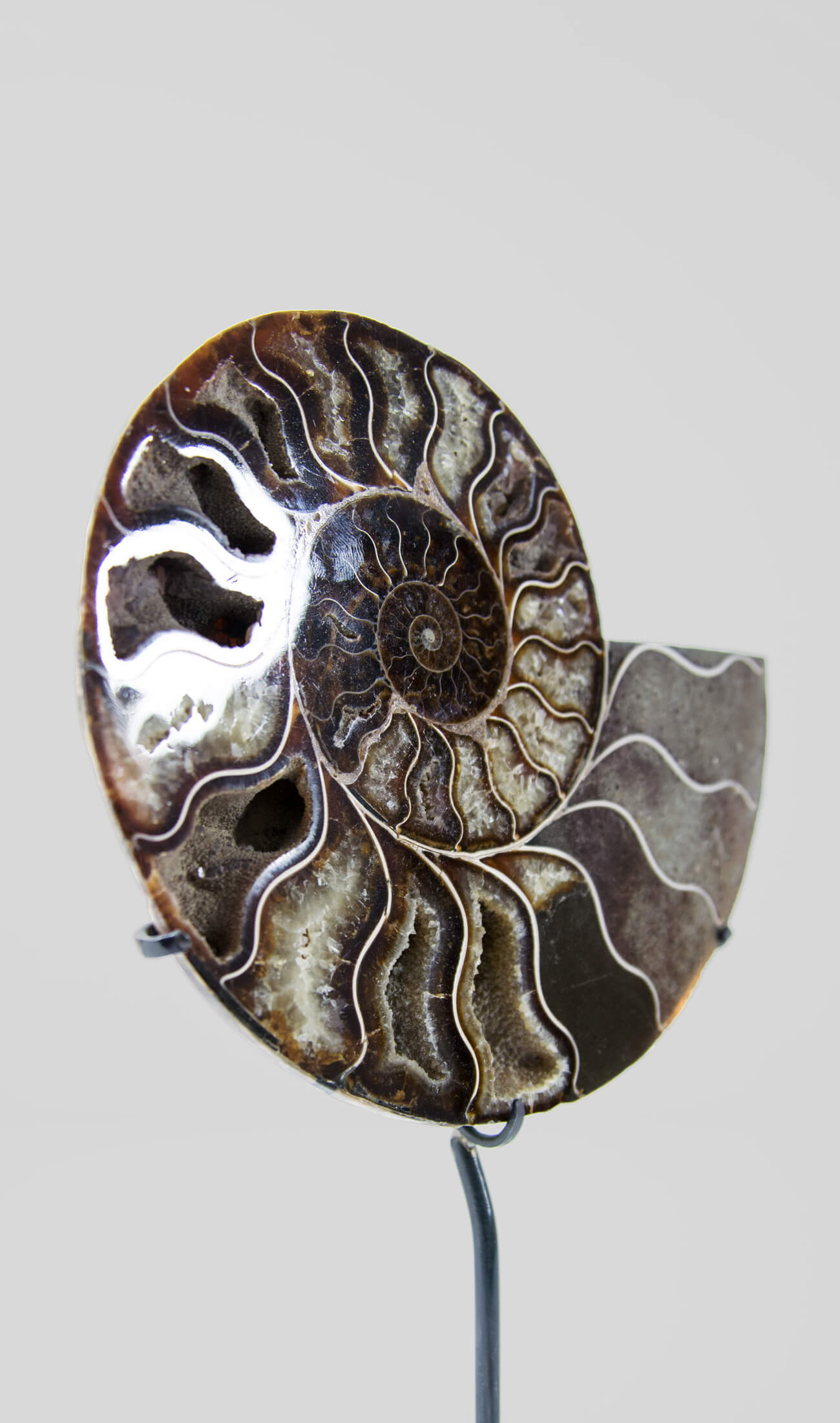 Beautifully presented Cleoniceras ammonite fossil for sale measuring 237mm on a custom designed bronze stand