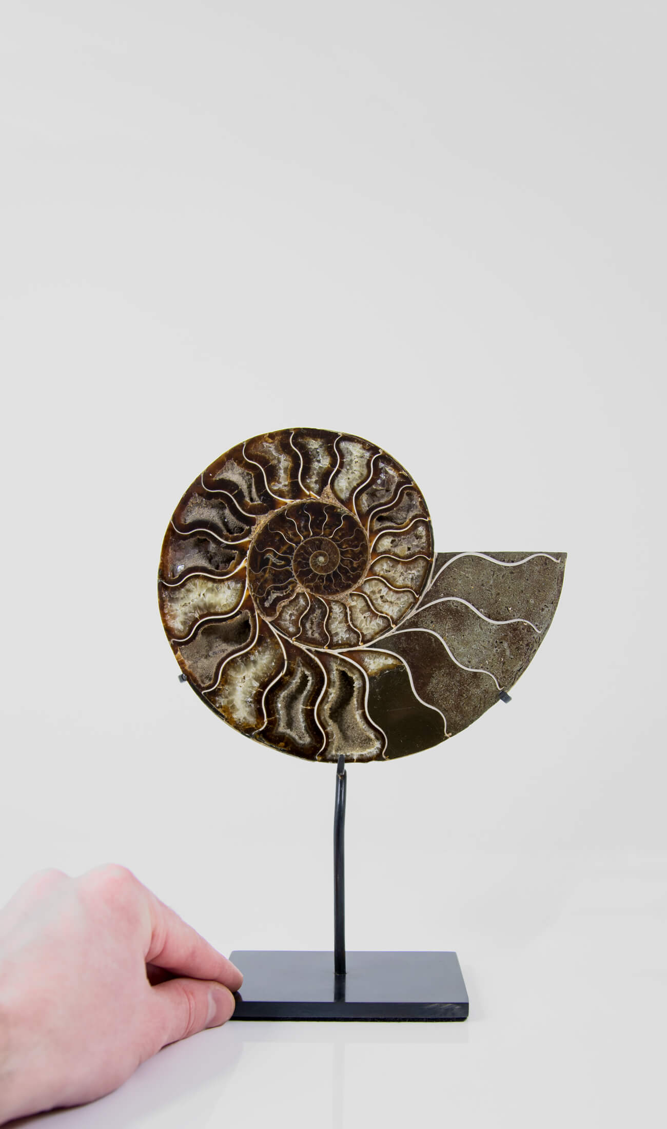 Beautifully presented Cleoniceras ammonite fossil for sale measuring 237mm on a custom designed bronze stand