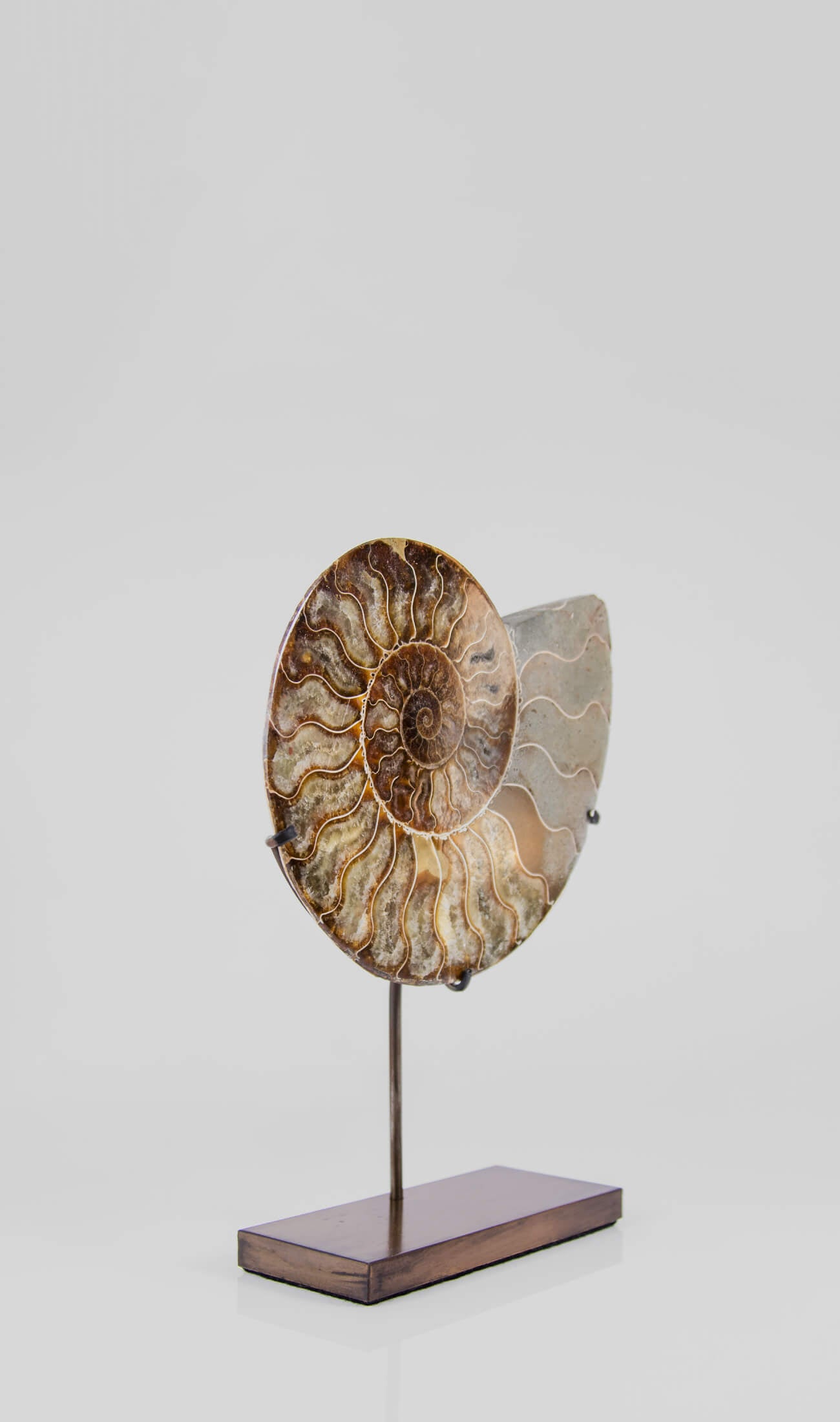 Beautifully presented Cleoniceras ammonite fossil for sale measuring 240mm on a custom designed bronze stand