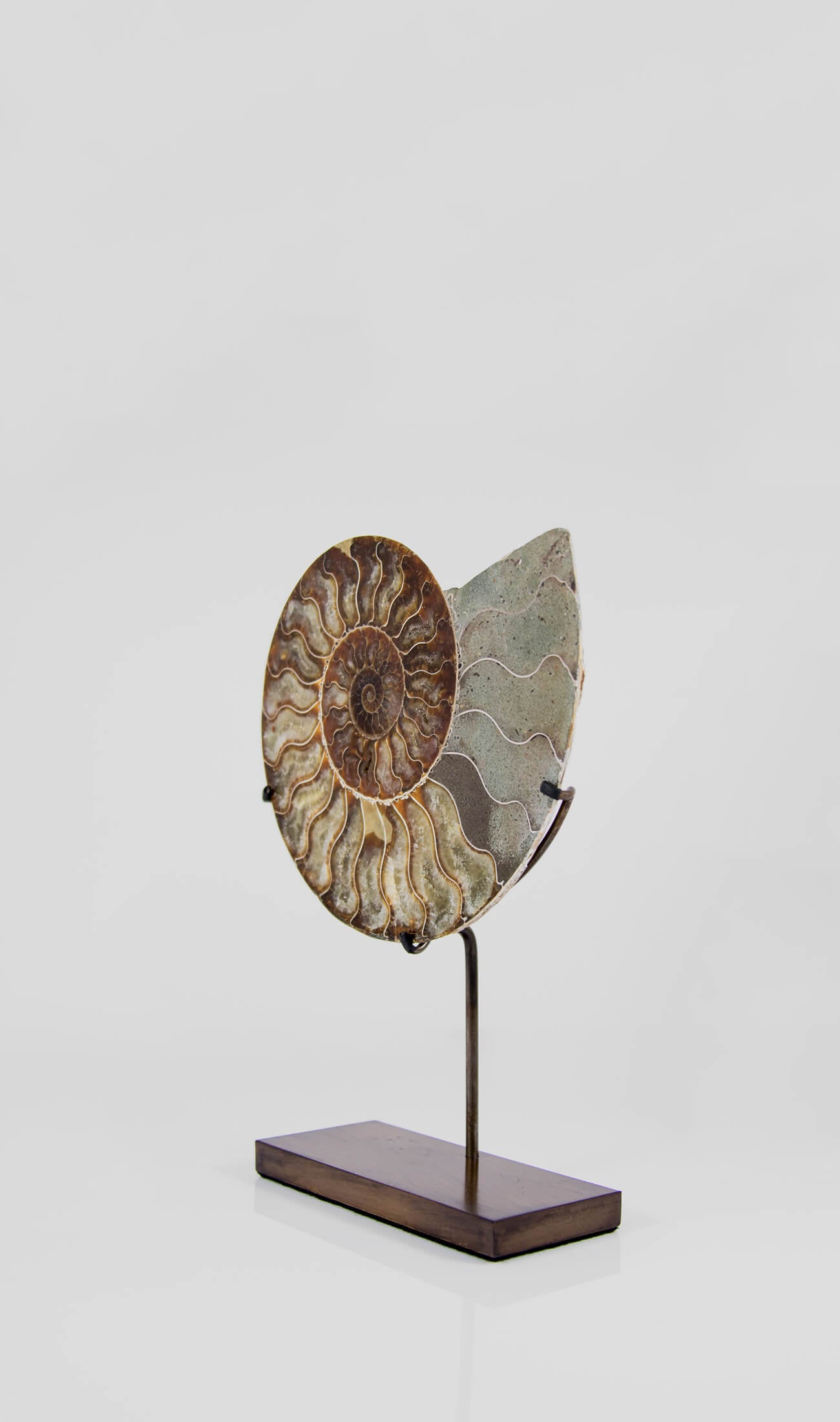 Beautifully presented Cleoniceras ammonite fossil for sale measuring 240mm on a custom designed bronze stand