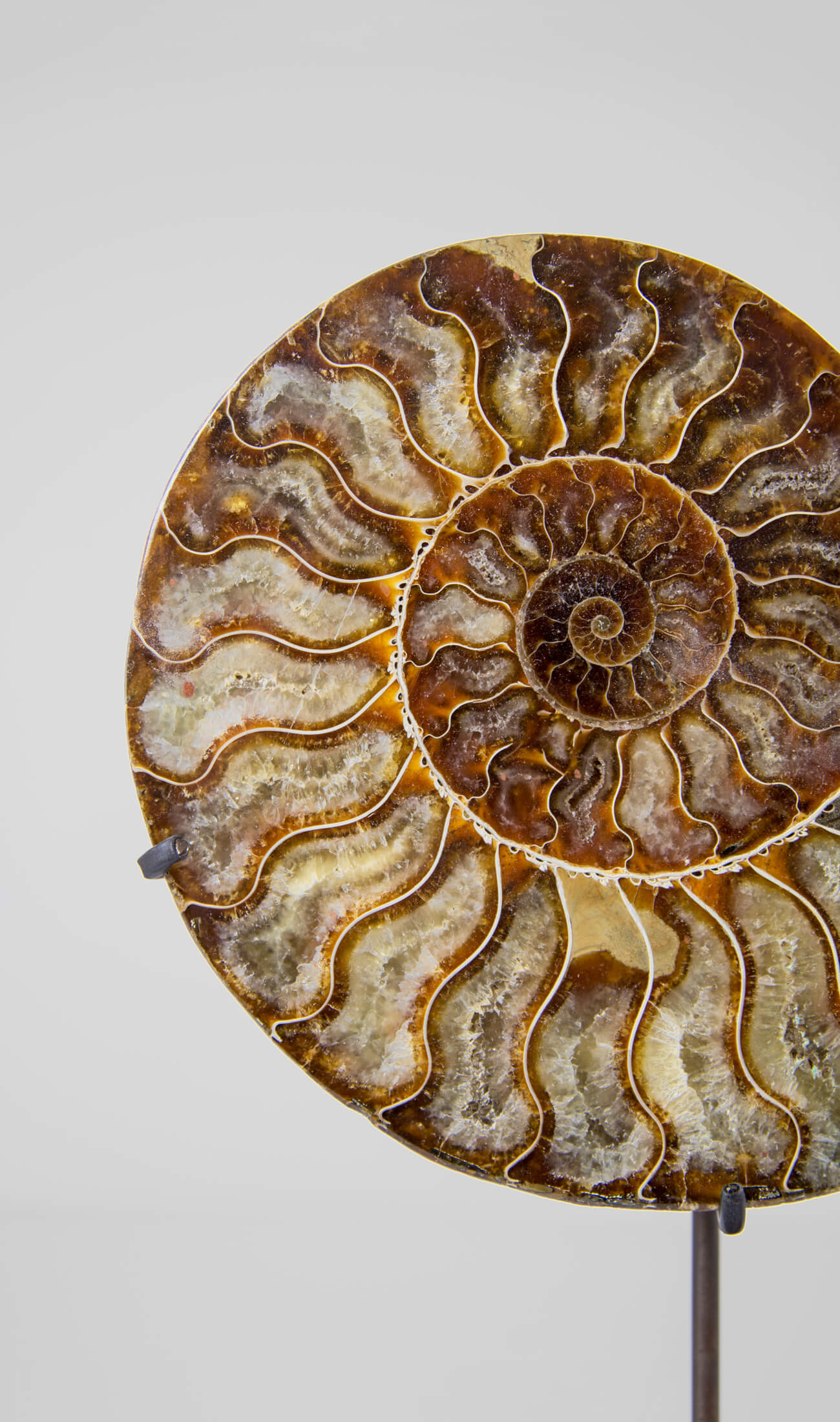 Beautifully presented Cleoniceras ammonite fossil for sale measuring 240mm on a custom designed bronze stand