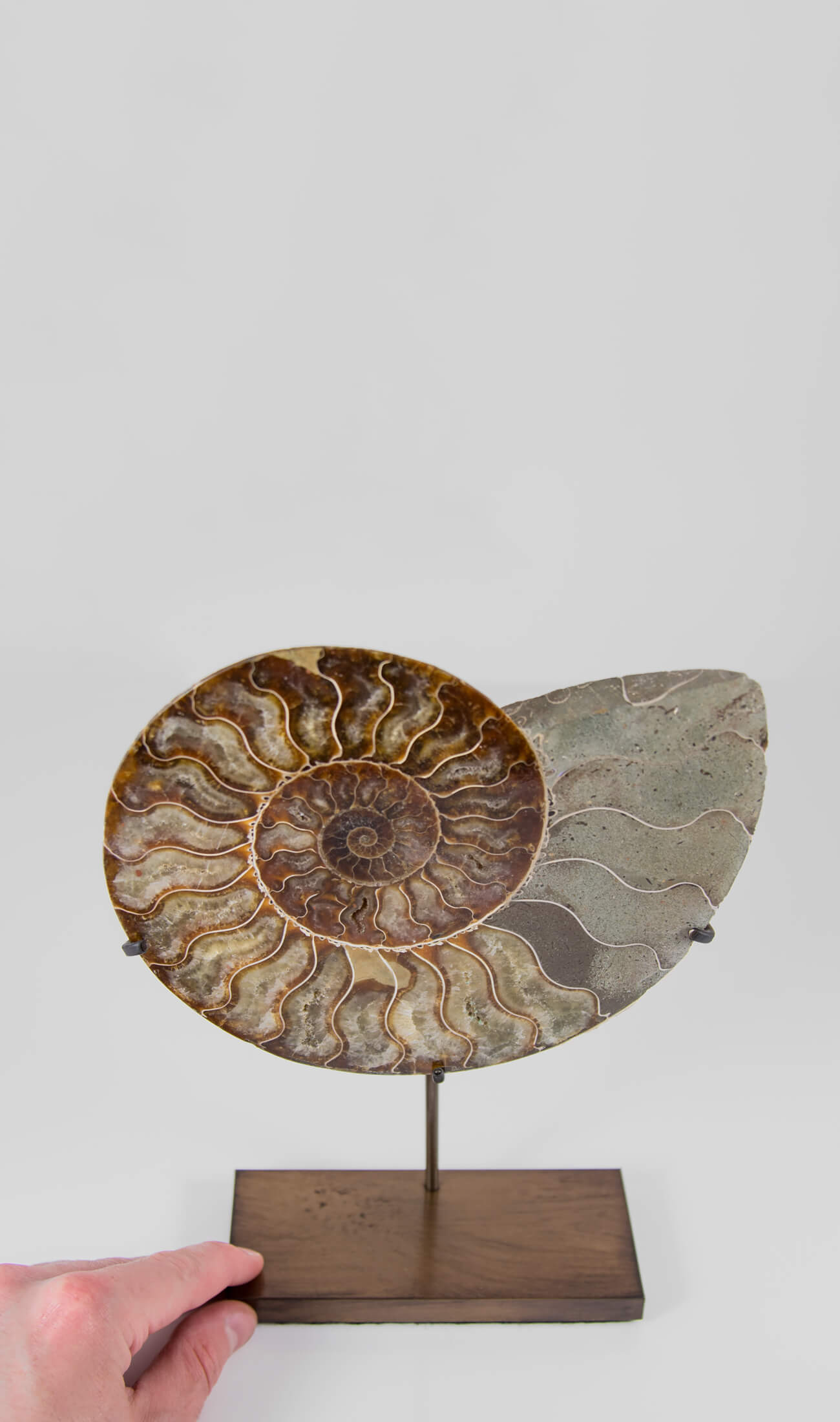 Beautifully presented Cleoniceras ammonite fossil for sale measuring 240mm on a custom designed bronze stand