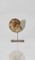 Beautifully presented Cleoniceras ammonite fossil for sale measuring 240mm on a custom designed bronze stand