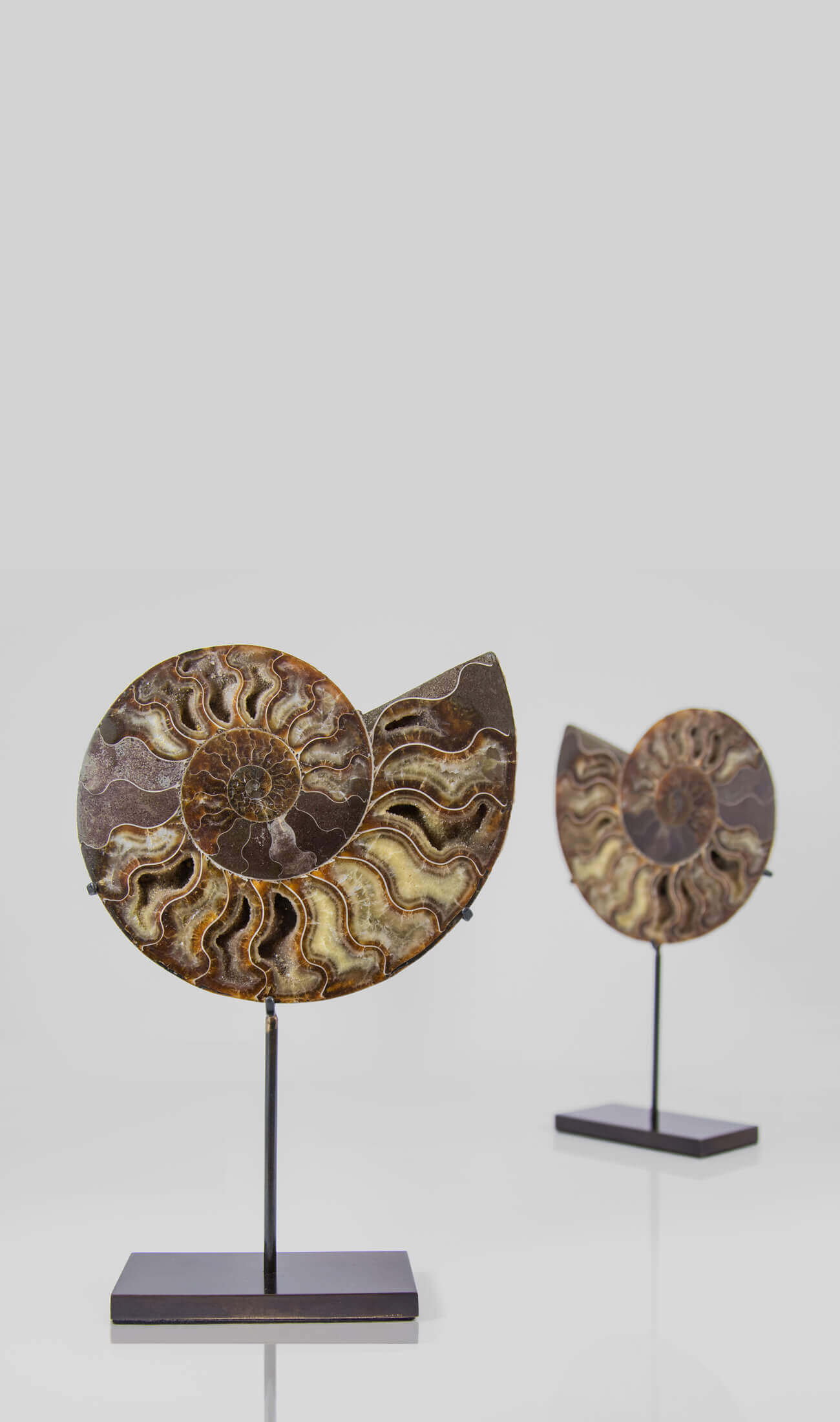 Beautifully presented pair of Cleoniceras ammonite fossils for sale measuring 237mm on our custom designed bronze stands