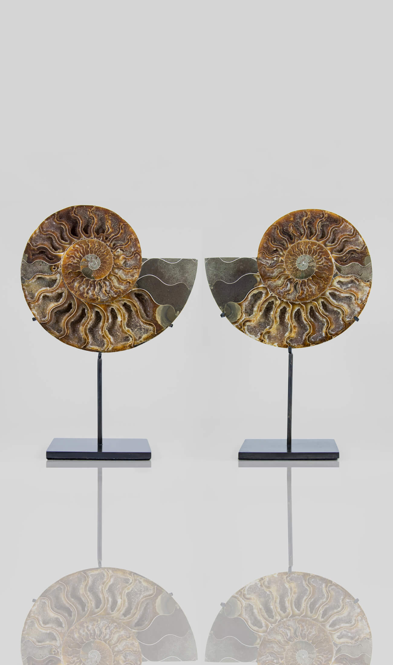 Beautifully presented Cleoniceras ammonite fossil for sale measuring 262mm on a custom designed bronze stand