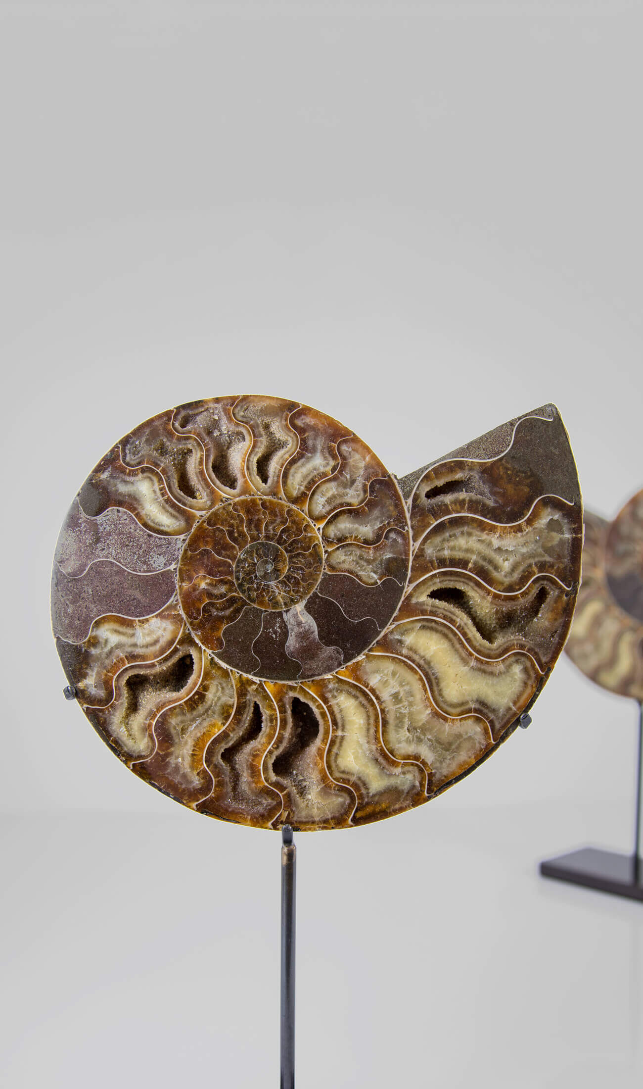 Beautifully presented pair of Cleoniceras ammonite fossils for sale measuring 237mm on our custom designed bronze stands