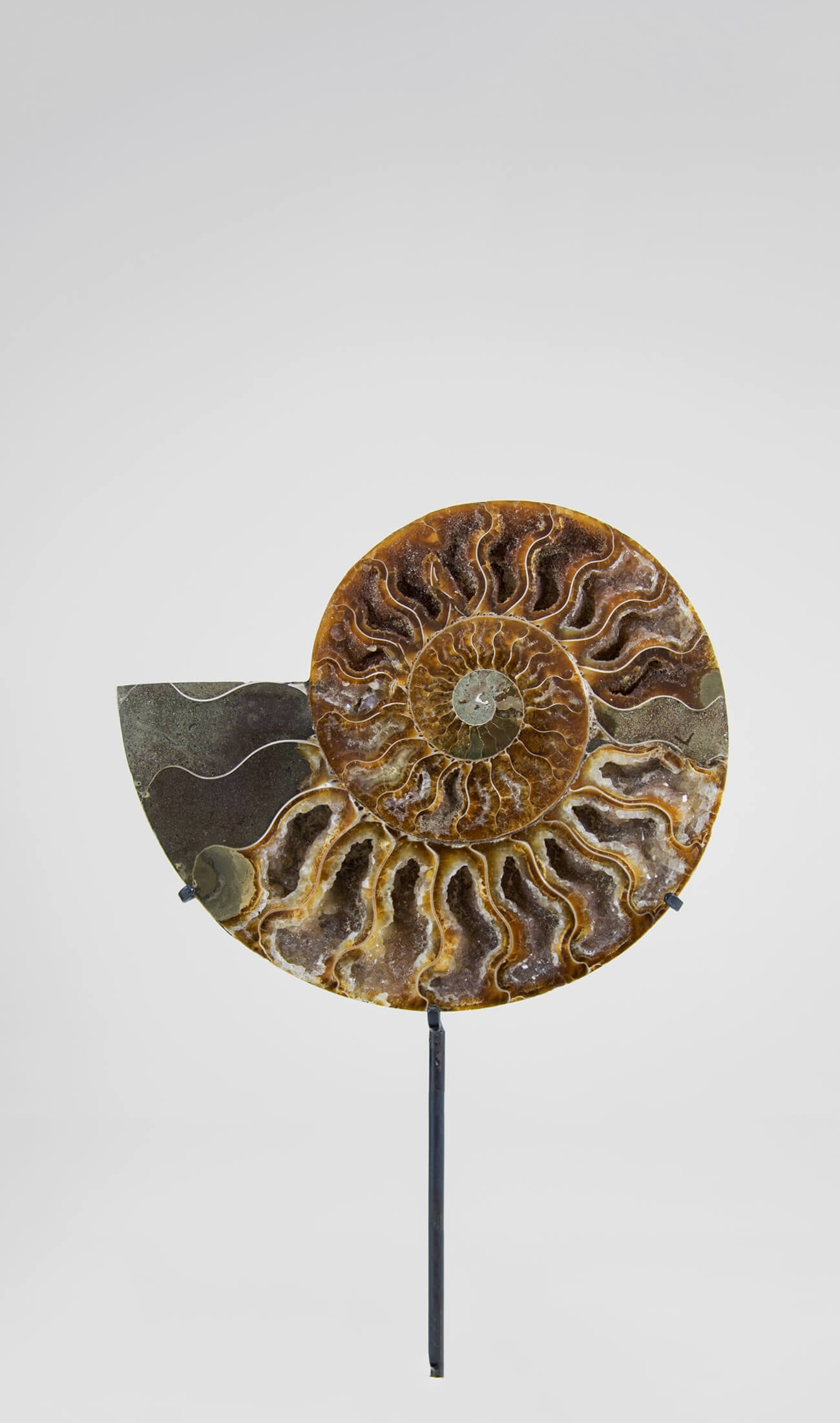 Beautifully presented Cleoniceras ammonite fossil for sale measuring 262mm on a custom designed bronze stand