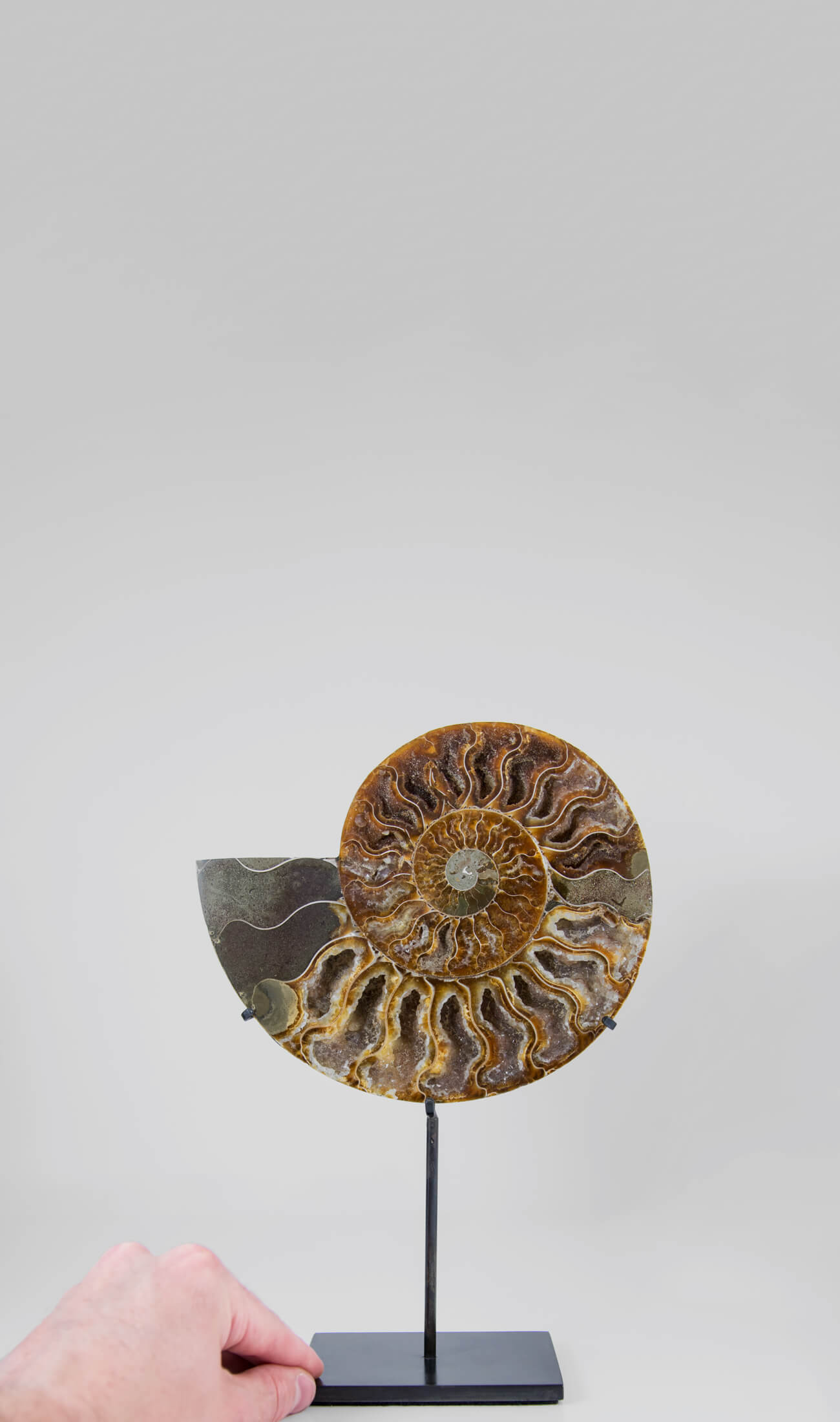 Beautifully presented Cleoniceras ammonite fossil for sale measuring 262mm on a custom designed bronze stand