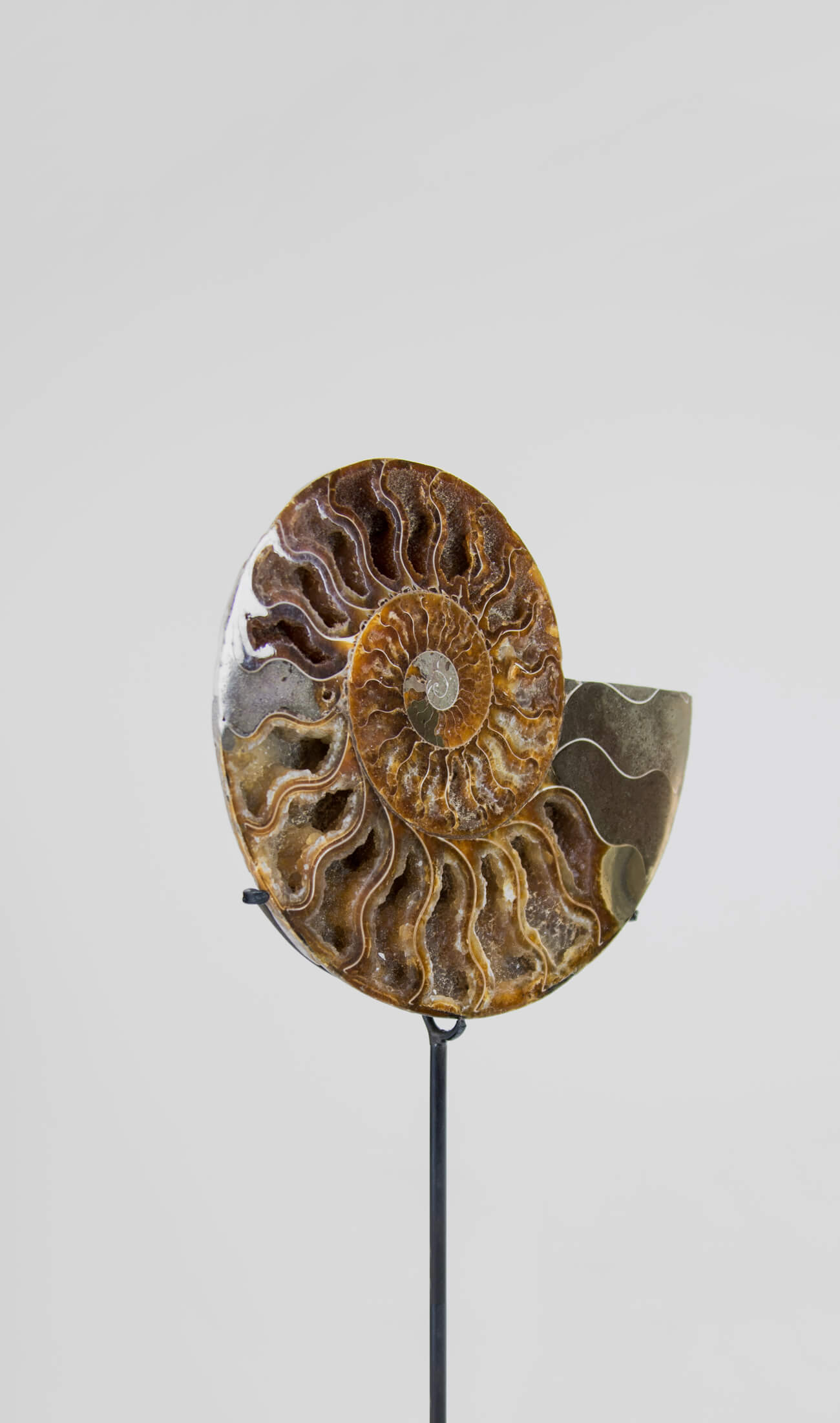 Beautifully presented Cleoniceras ammonite fossil for sale measuring 262mm on a custom designed bronze stand