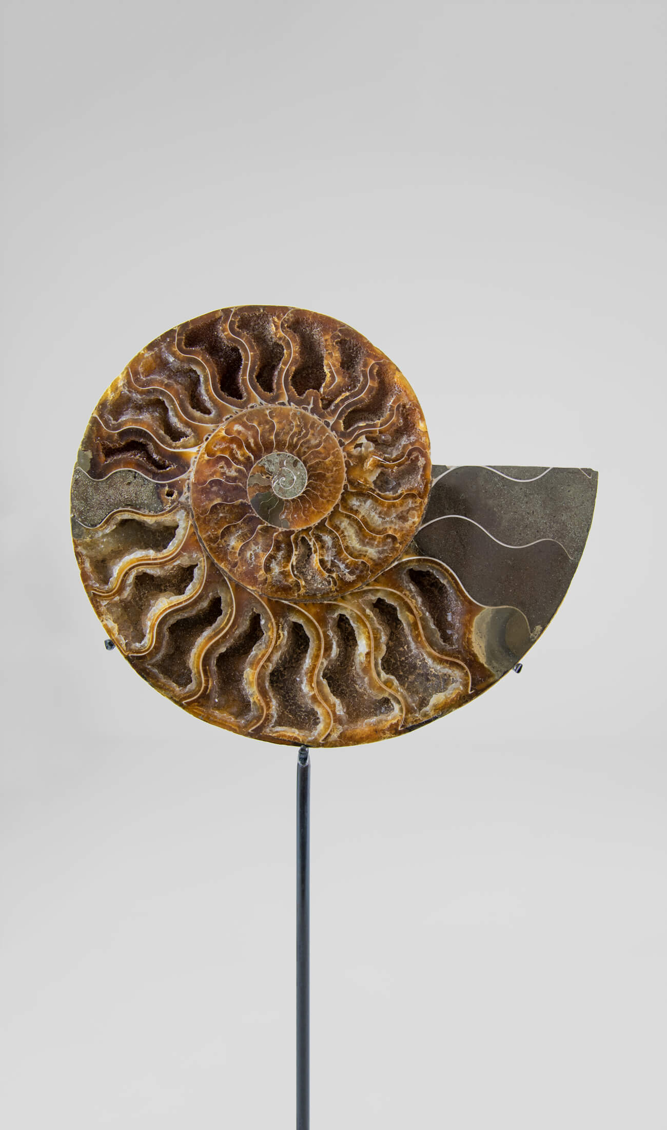 Beautifully presented Cleoniceras ammonite fossil for sale measuring 262mm on a custom designed bronze stand