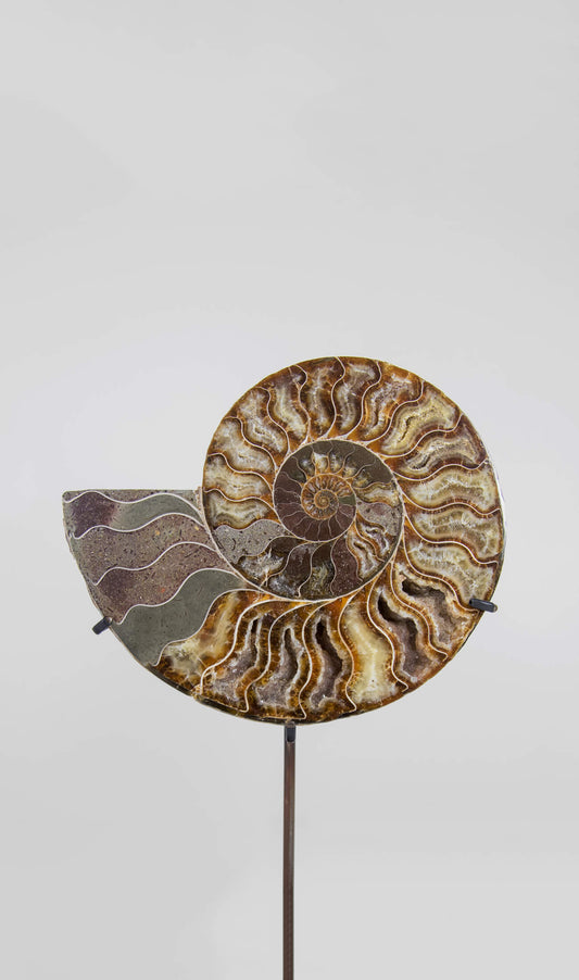 Beautifully presented pair of Cleoniceras ammonite fossils for sale measuring 238mm on our custom designed bronze stands