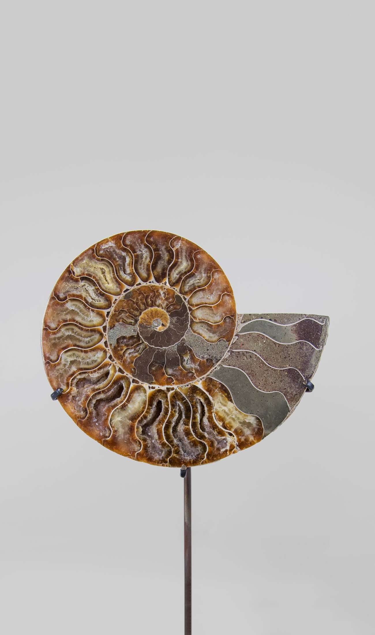 Beautifully presented pair of Cleoniceras ammonite fossils for sale measuring 238mm on our custom designed bronze stands