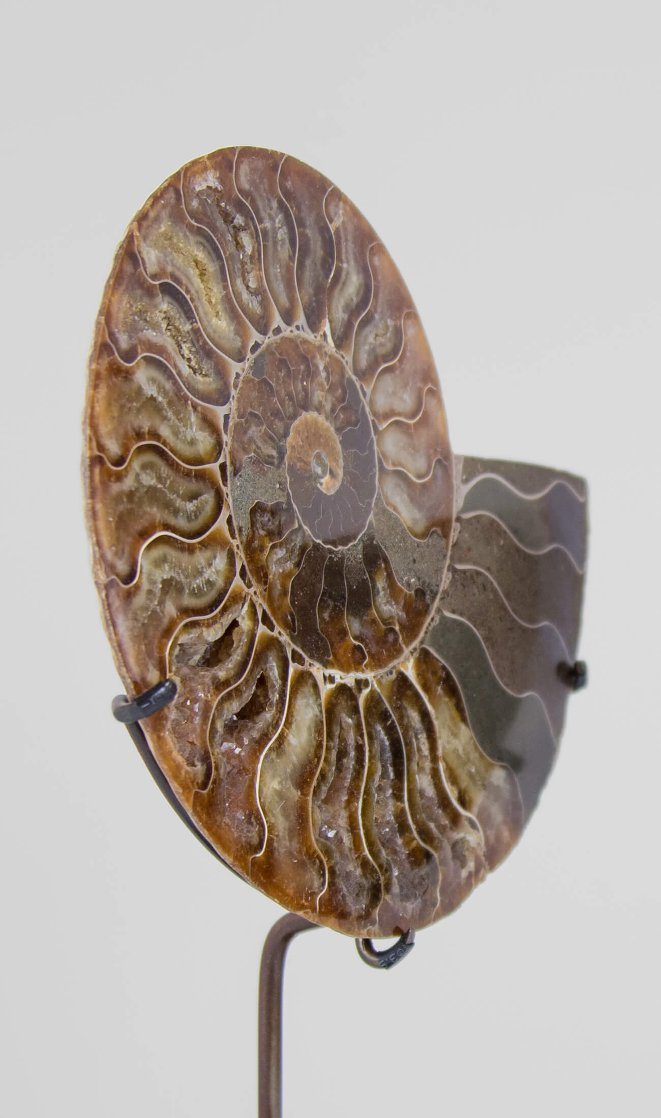 Beautifully presented pair of Cleoniceras ammonite fossils for sale measuring 238mm on our custom designed bronze stands