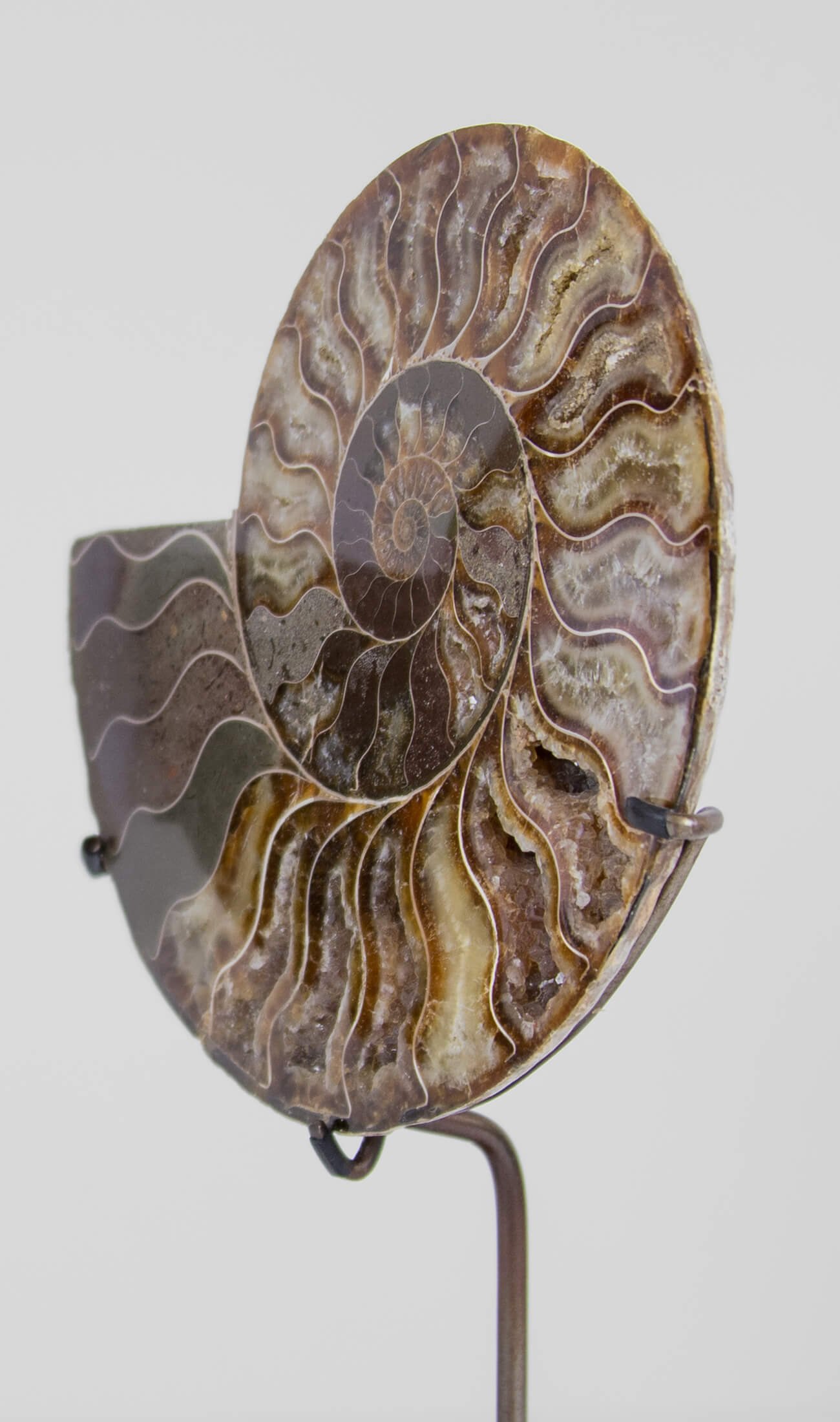 Beautifully presented pair of Cleoniceras ammonite fossils for sale measuring 238mm on our custom designed bronze stands