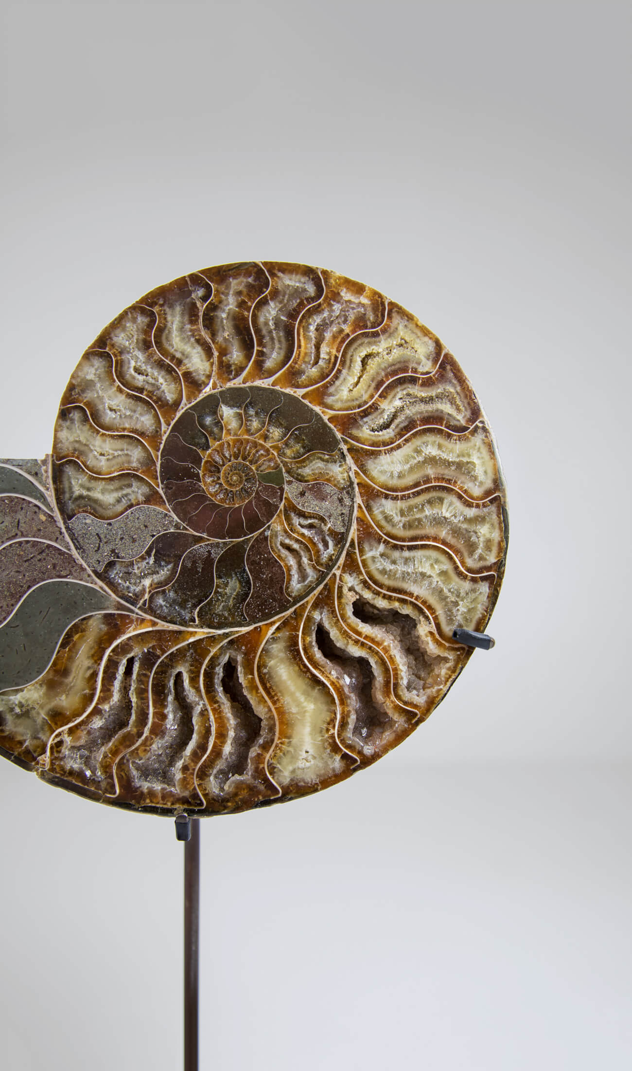 Beautifully presented pair of Cleoniceras ammonite fossils for sale measuring 238mm on our custom designed bronze stands